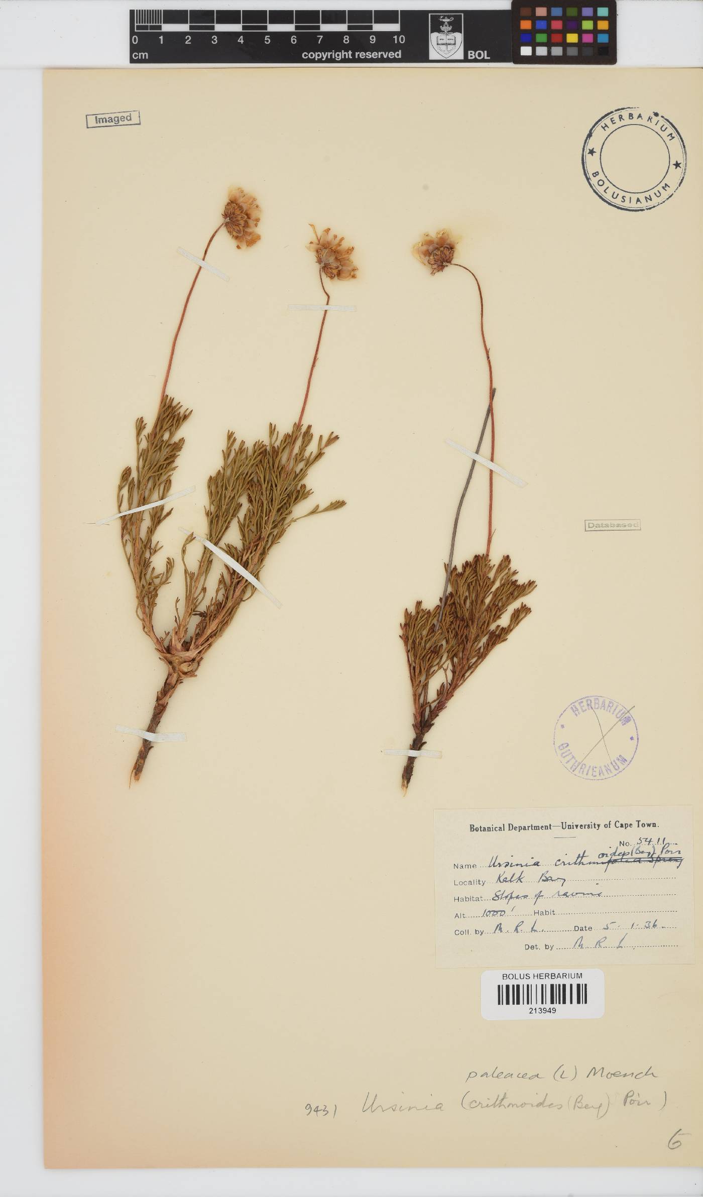 Ursinia paleacea image