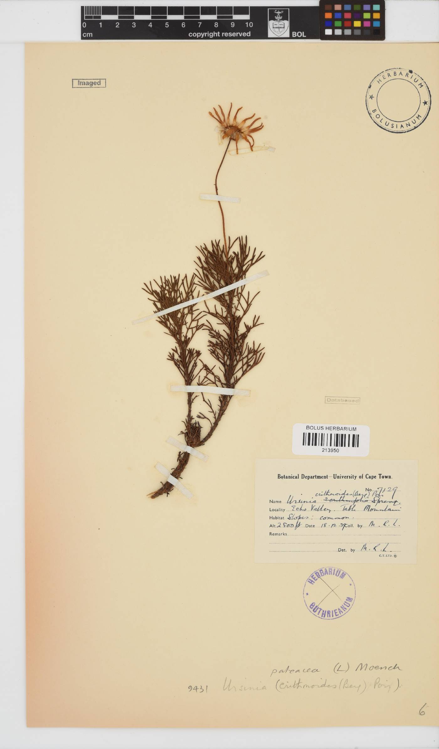 Ursinia paleacea image