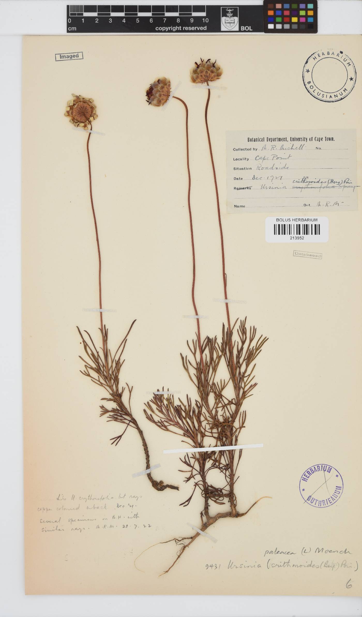 Ursinia paleacea image