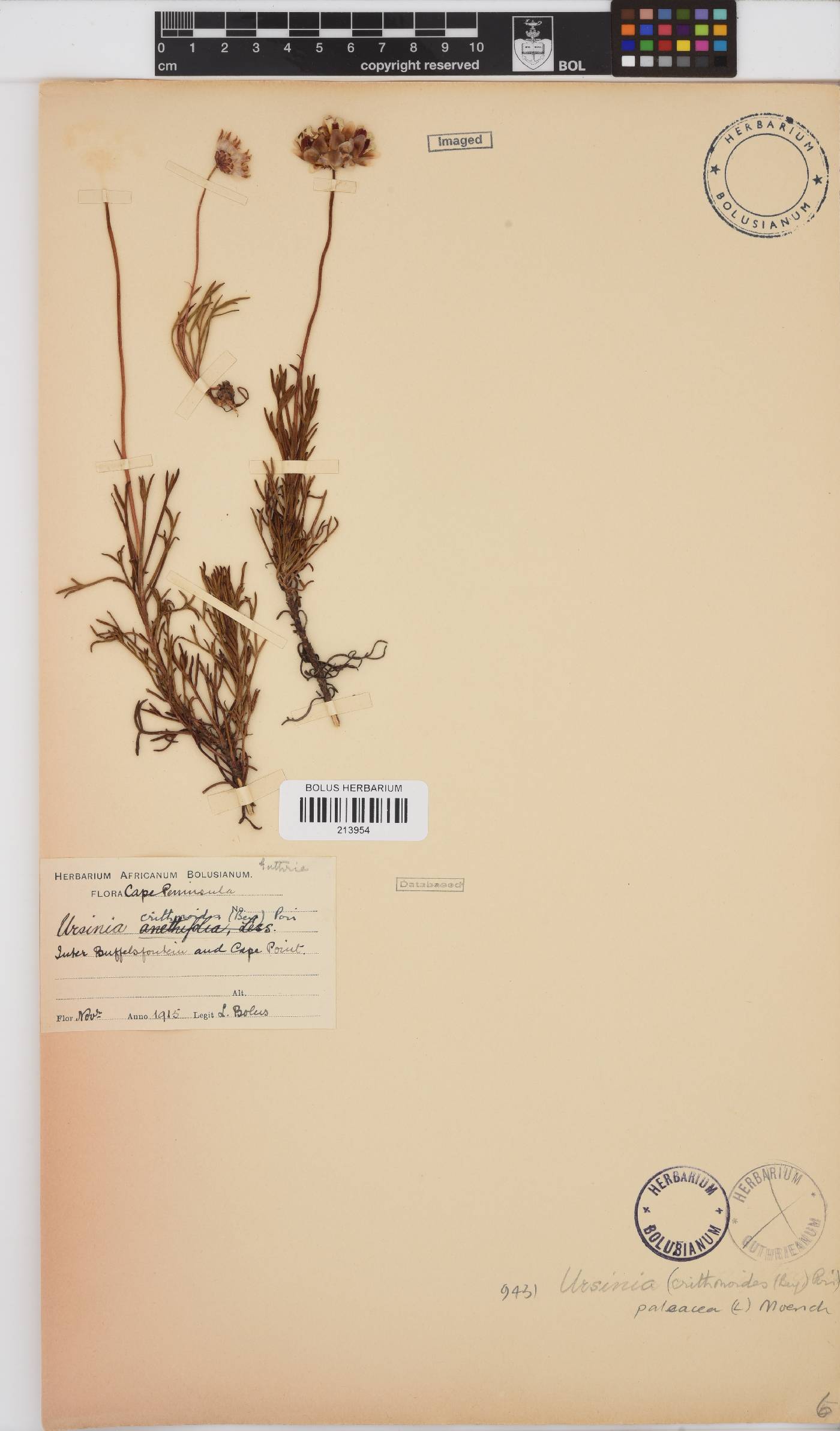 Ursinia paleacea image