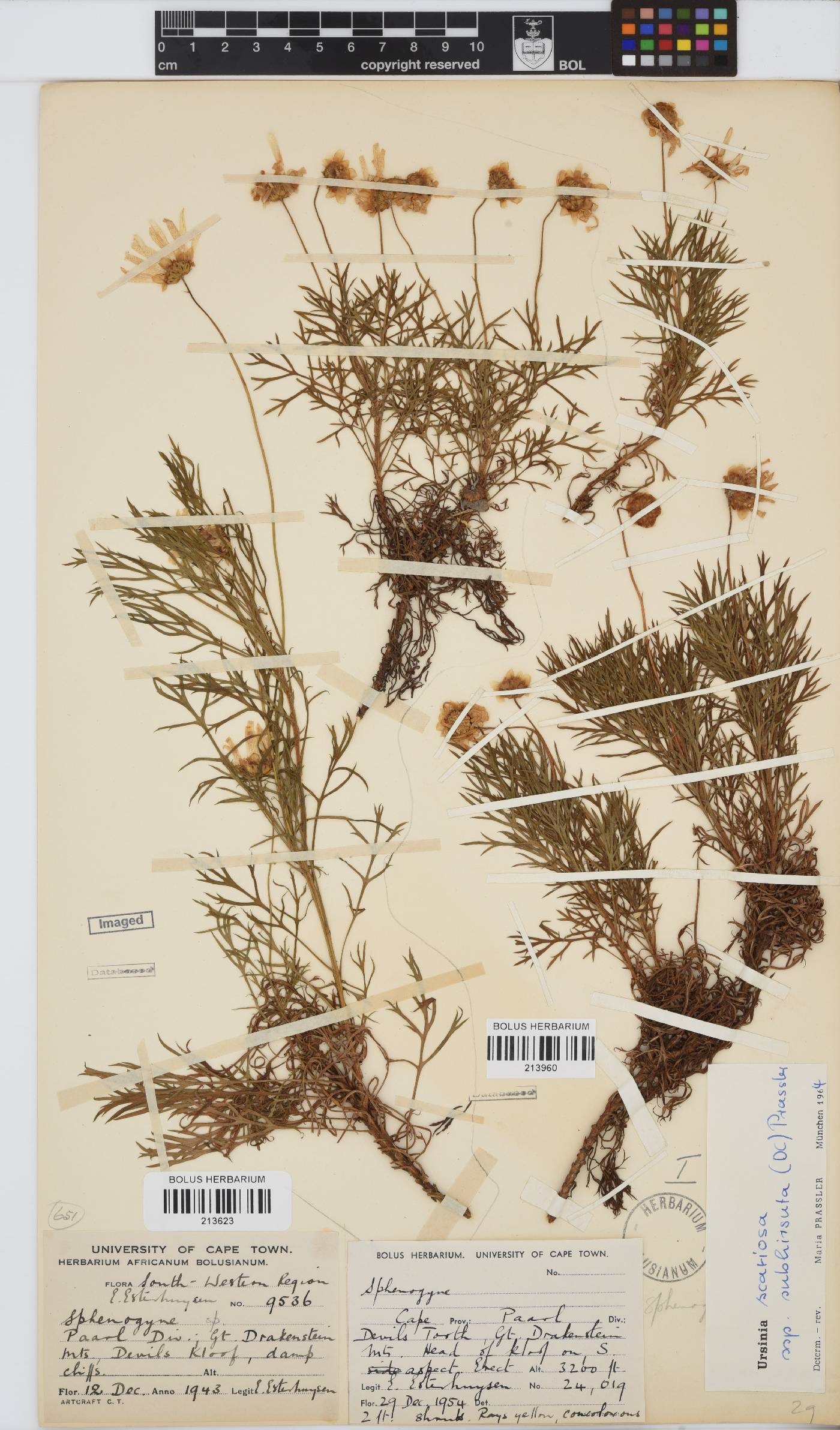 Ursinia scariosa subsp. subhirsuta image