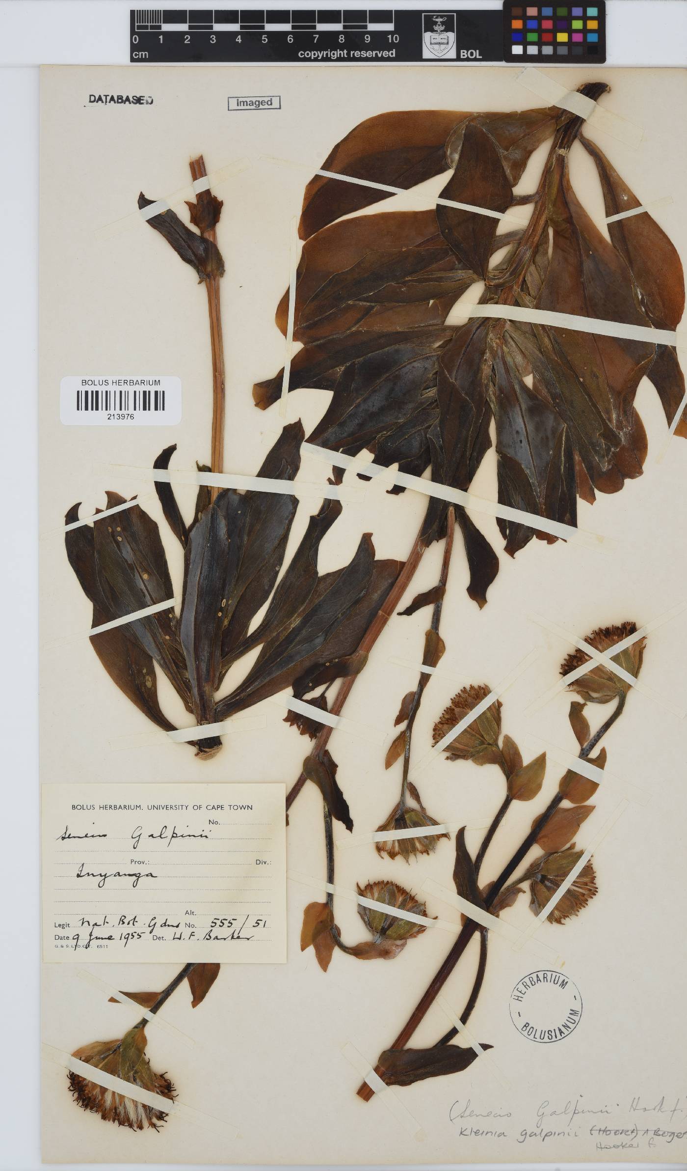 Kleinia galpinii image