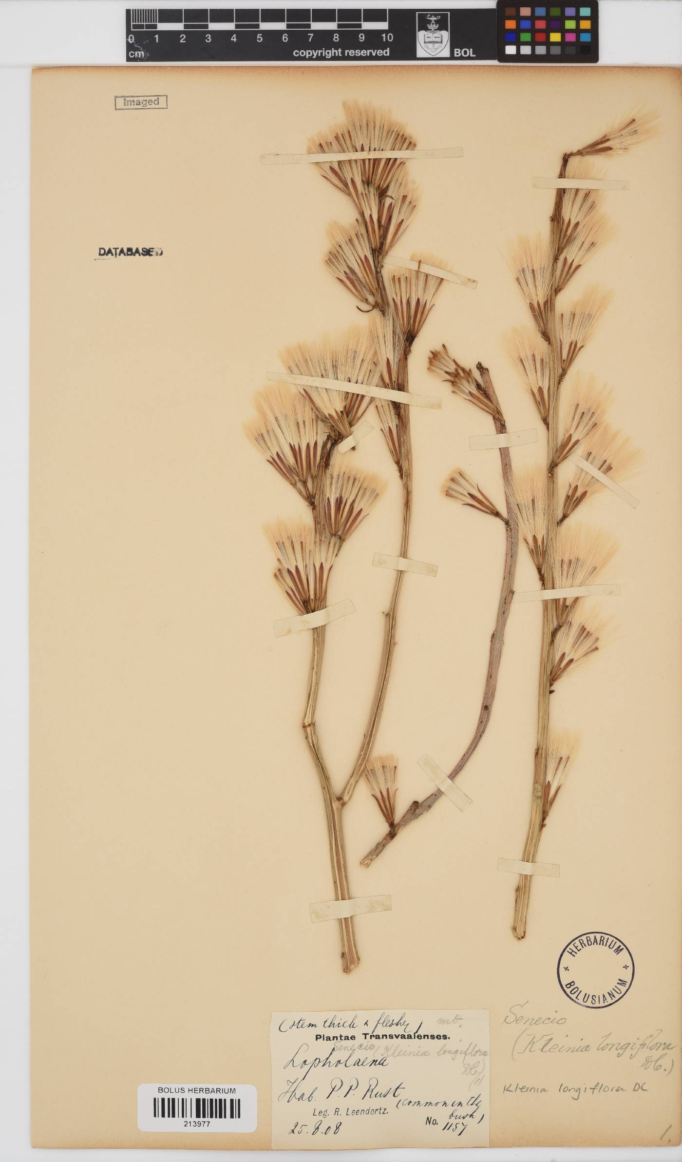 Kleinia image