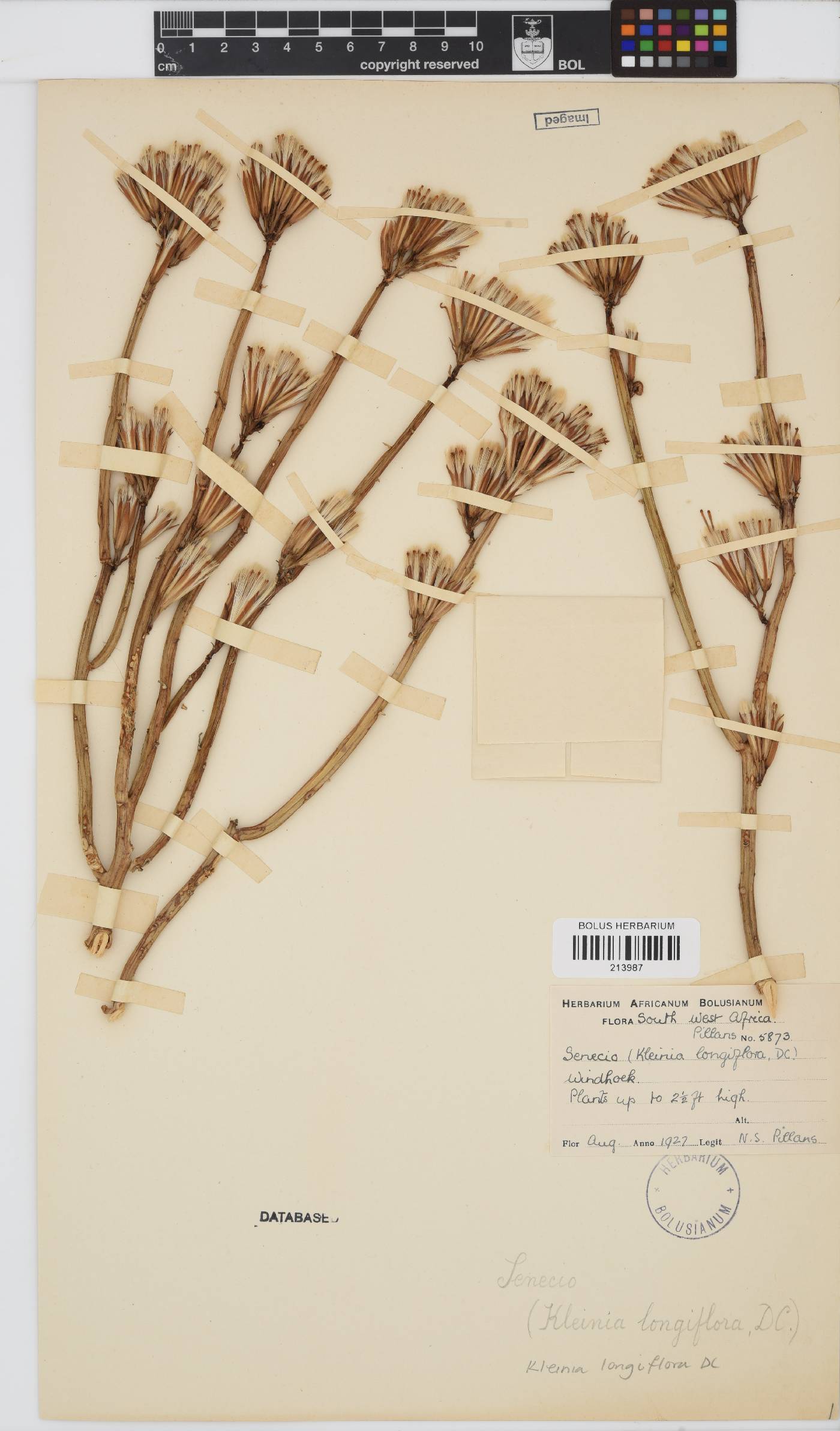 Kleinia longiflora image