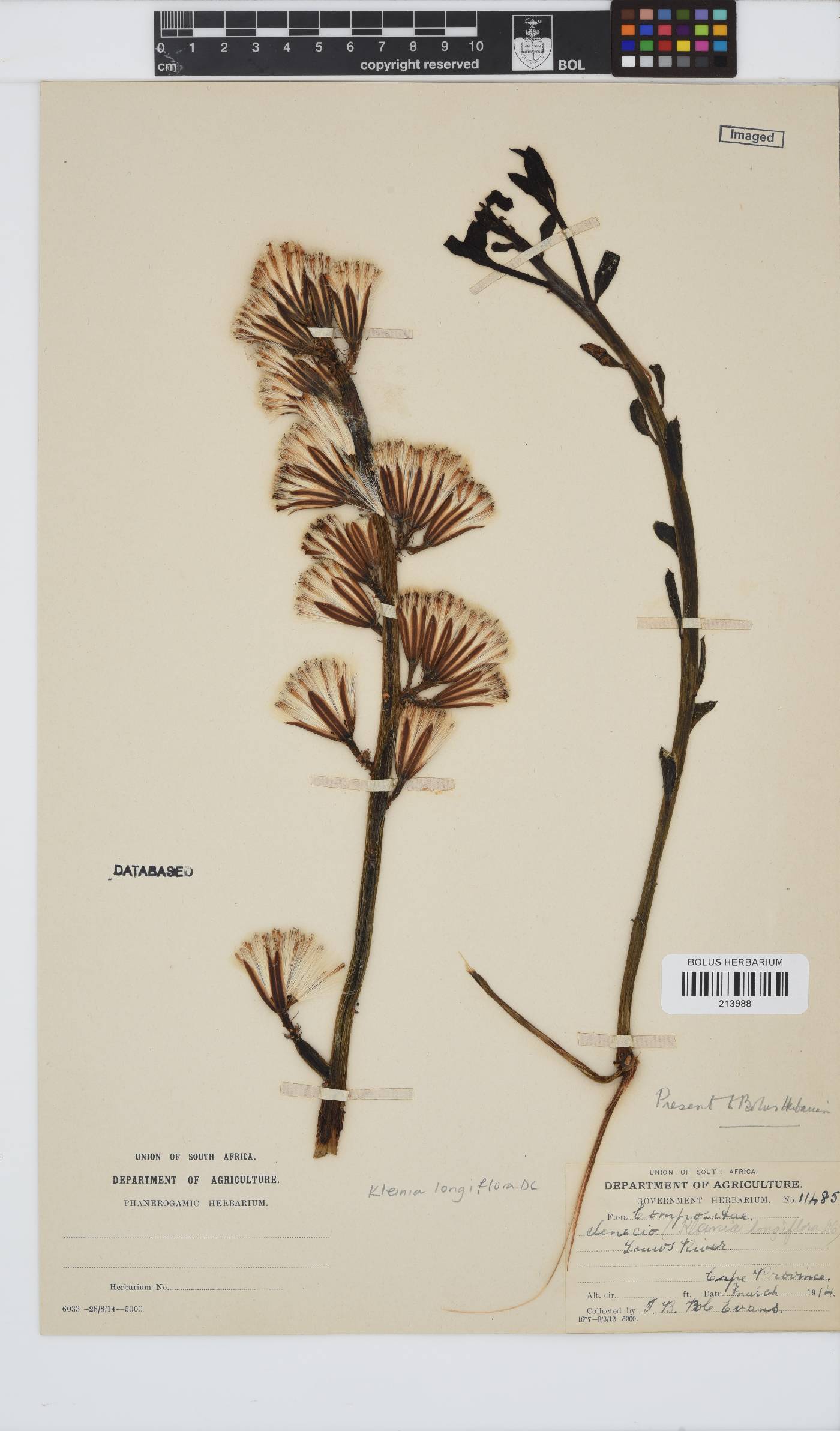 Kleinia longiflora image