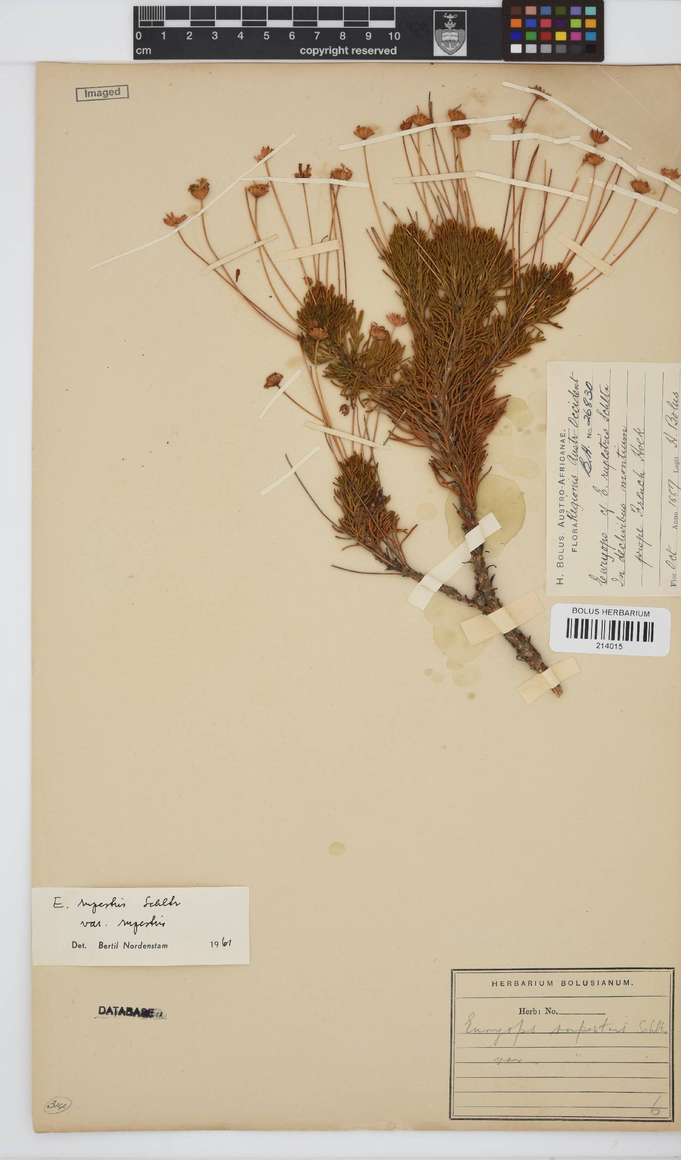 Euryops rupestris var. rupestris image
