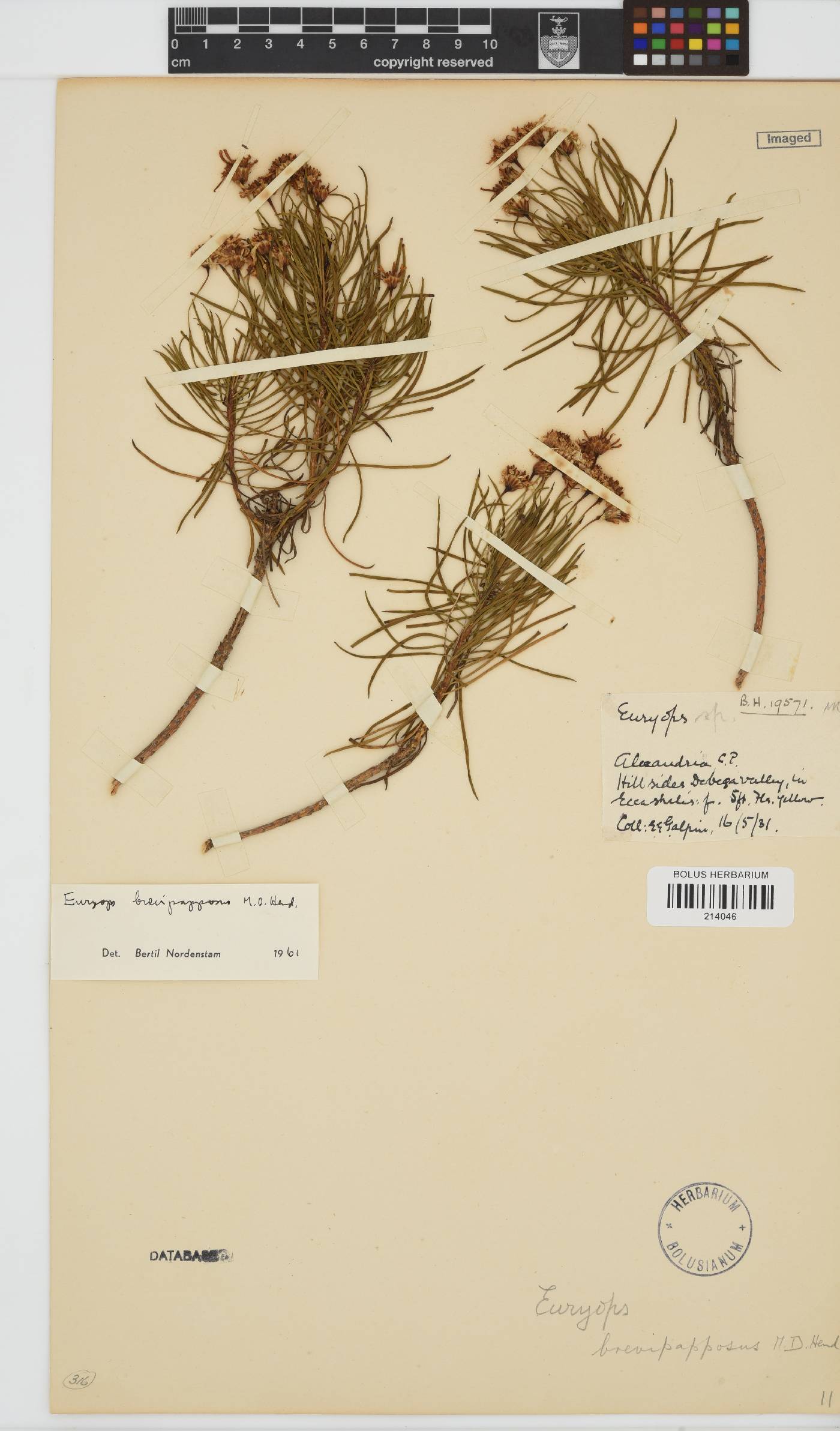 Euryops brevipapposus image
