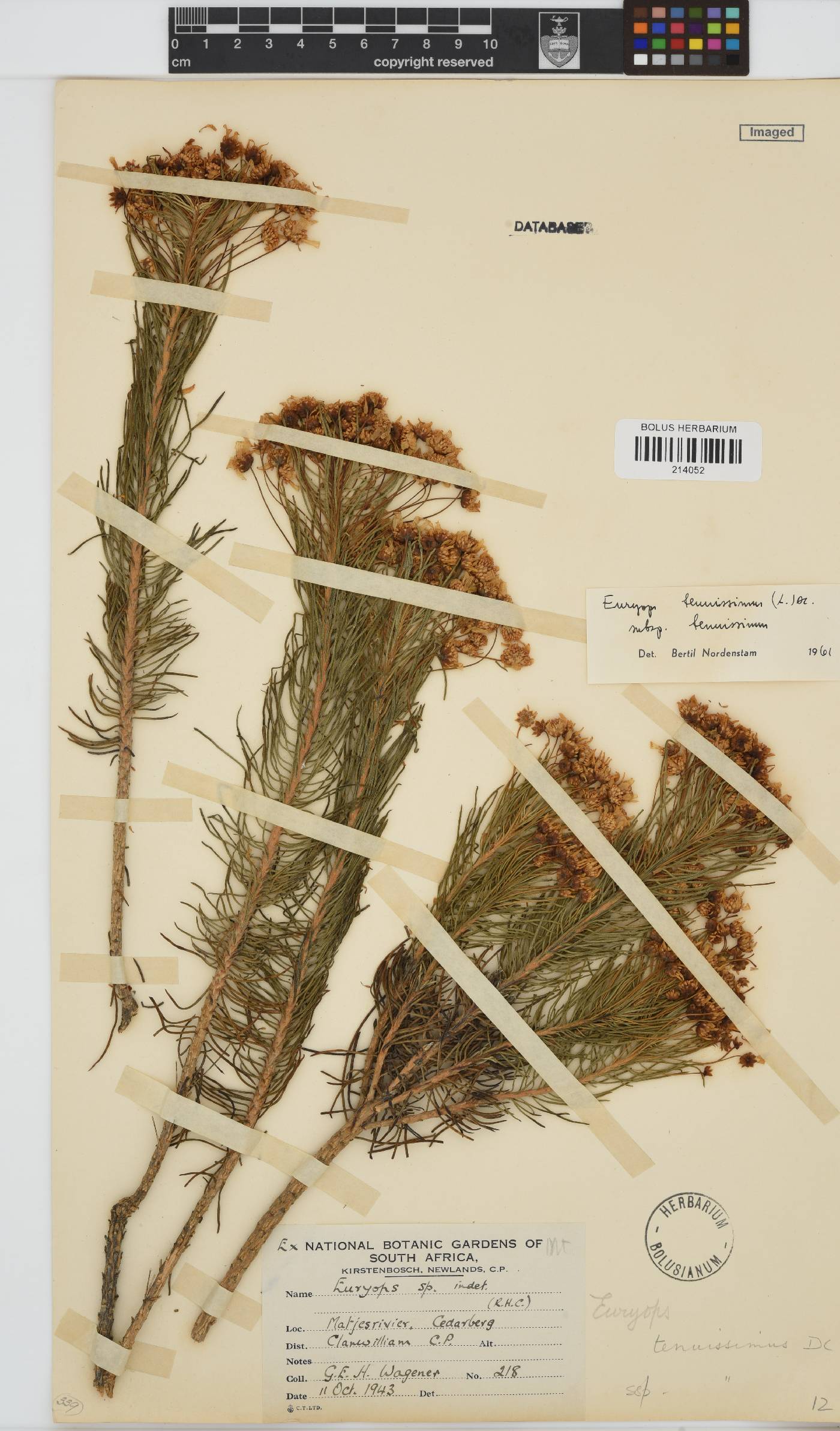 Euryops tenuissimus subsp. tenuissimus image