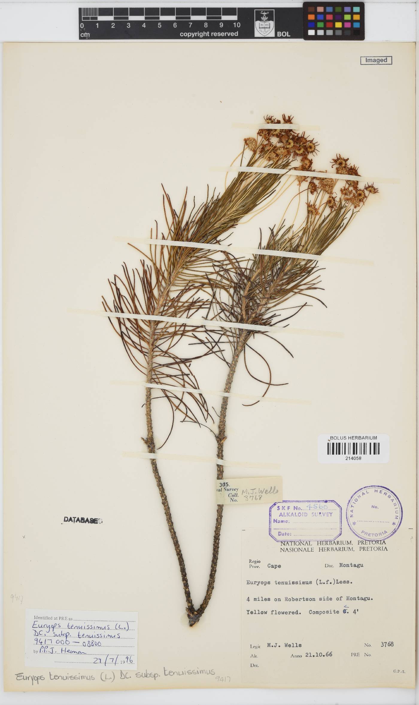 Euryops tenuissimus subsp. tenuissimus image
