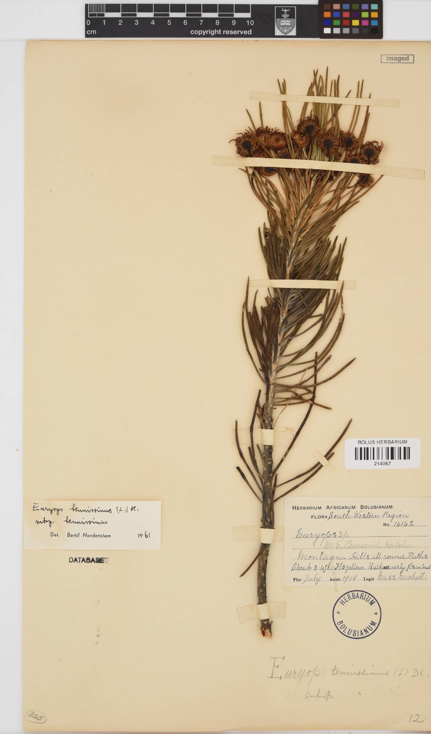 Euryops image