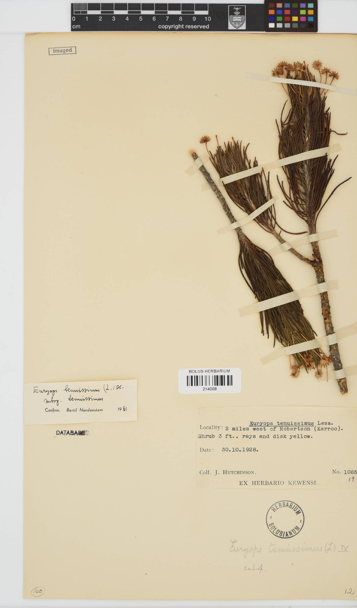 Euryops tenuissimus image