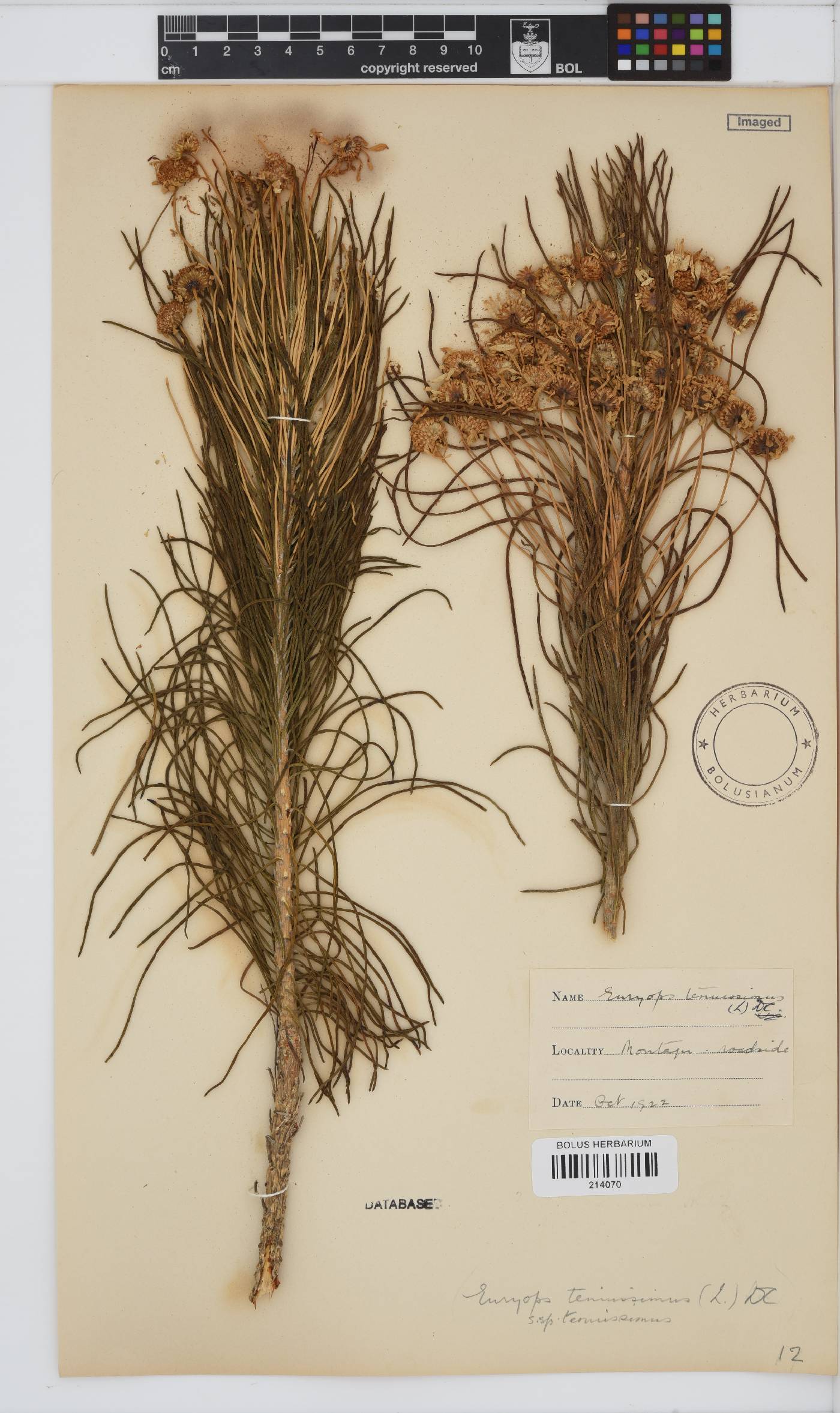 Euryops tenuissimus subsp. tenuissimus image