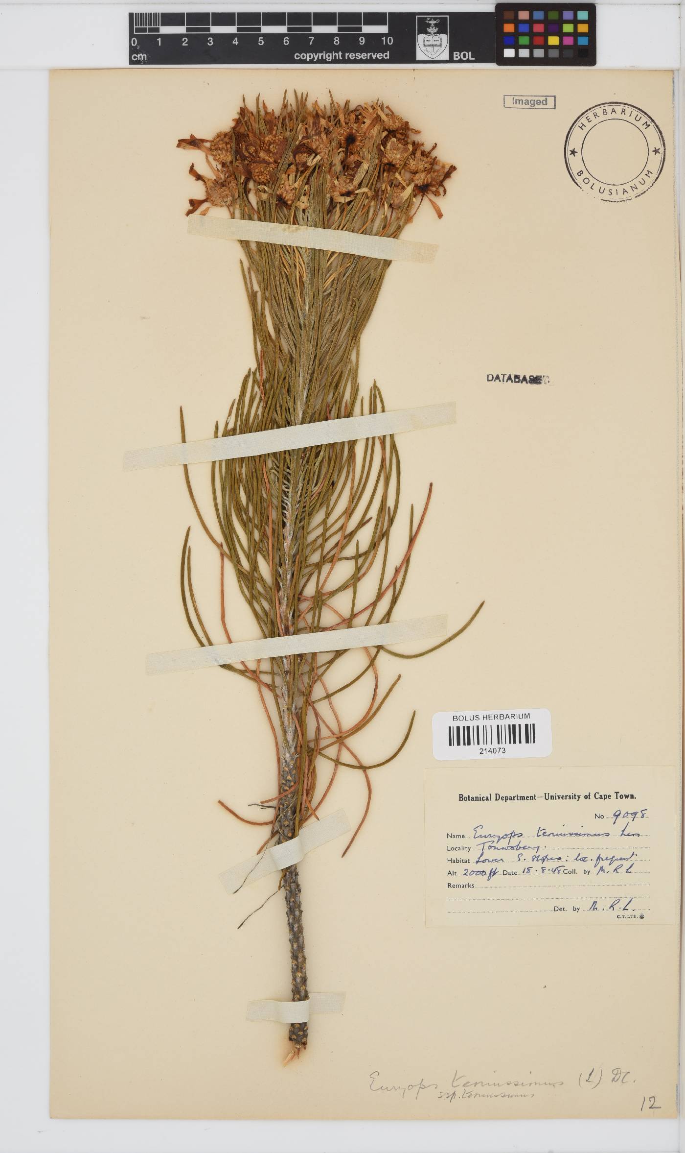 Euryops tenuissimus subsp. tenuissimus image