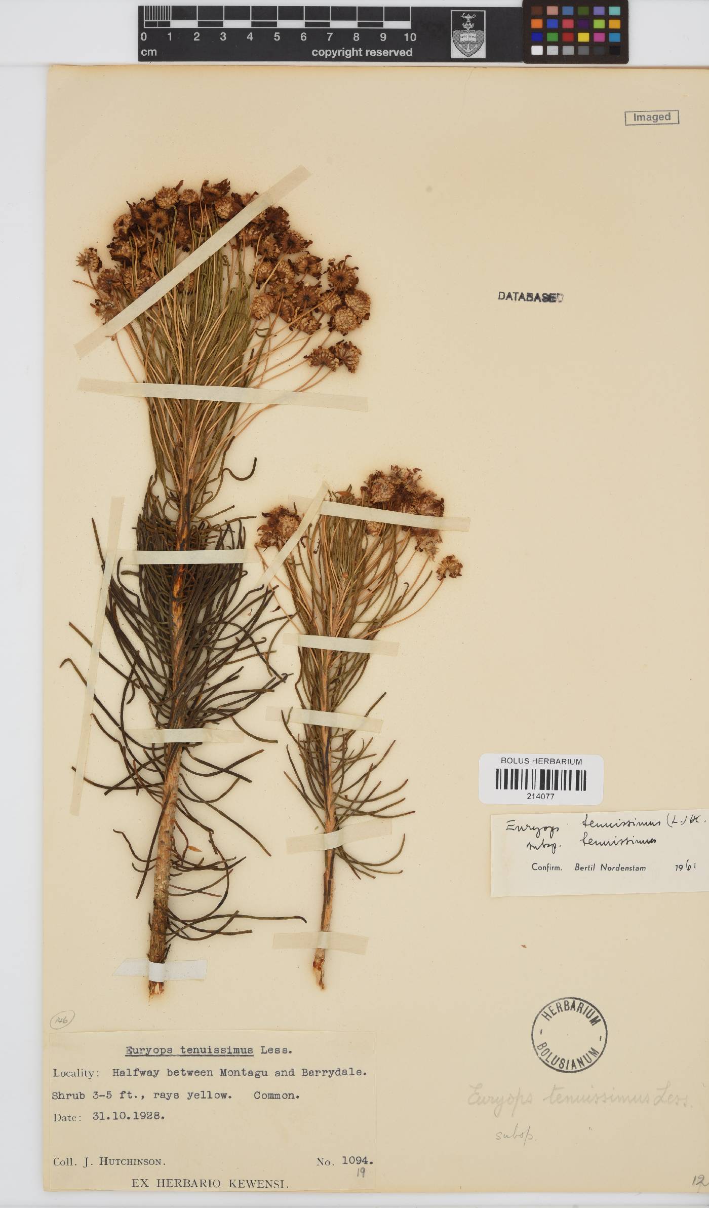 Euryops tenuissimus subsp. tenuissimus image