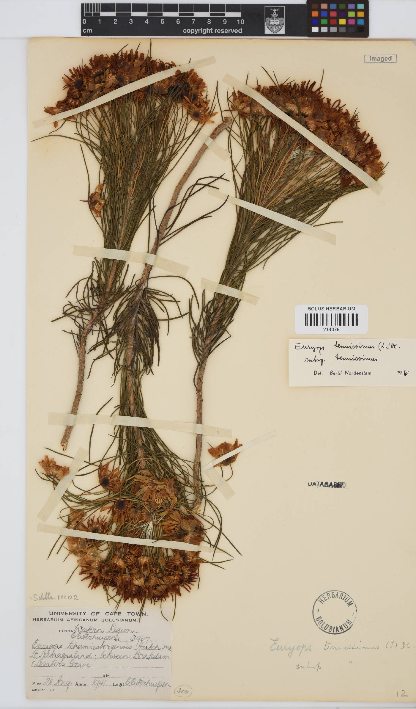 Euryops tenuissimus subsp. tenuissimus image