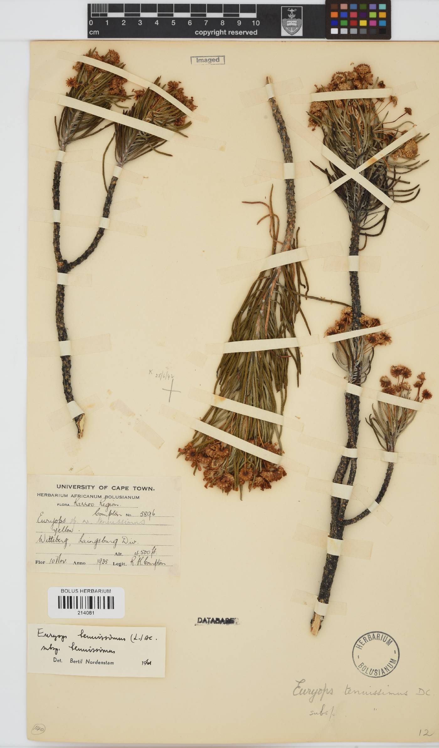 Euryops tenuissimus image