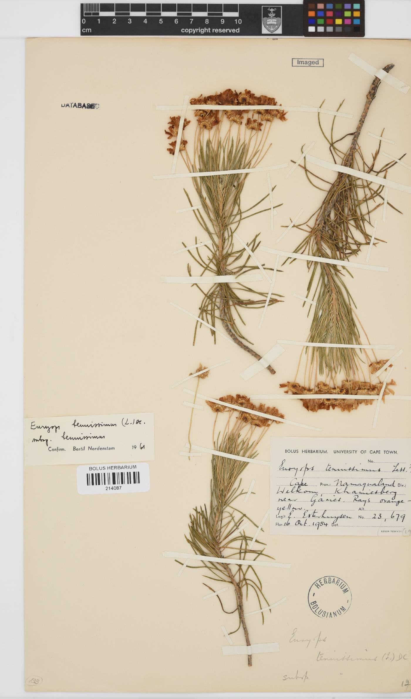 Euryops tenuissimus image