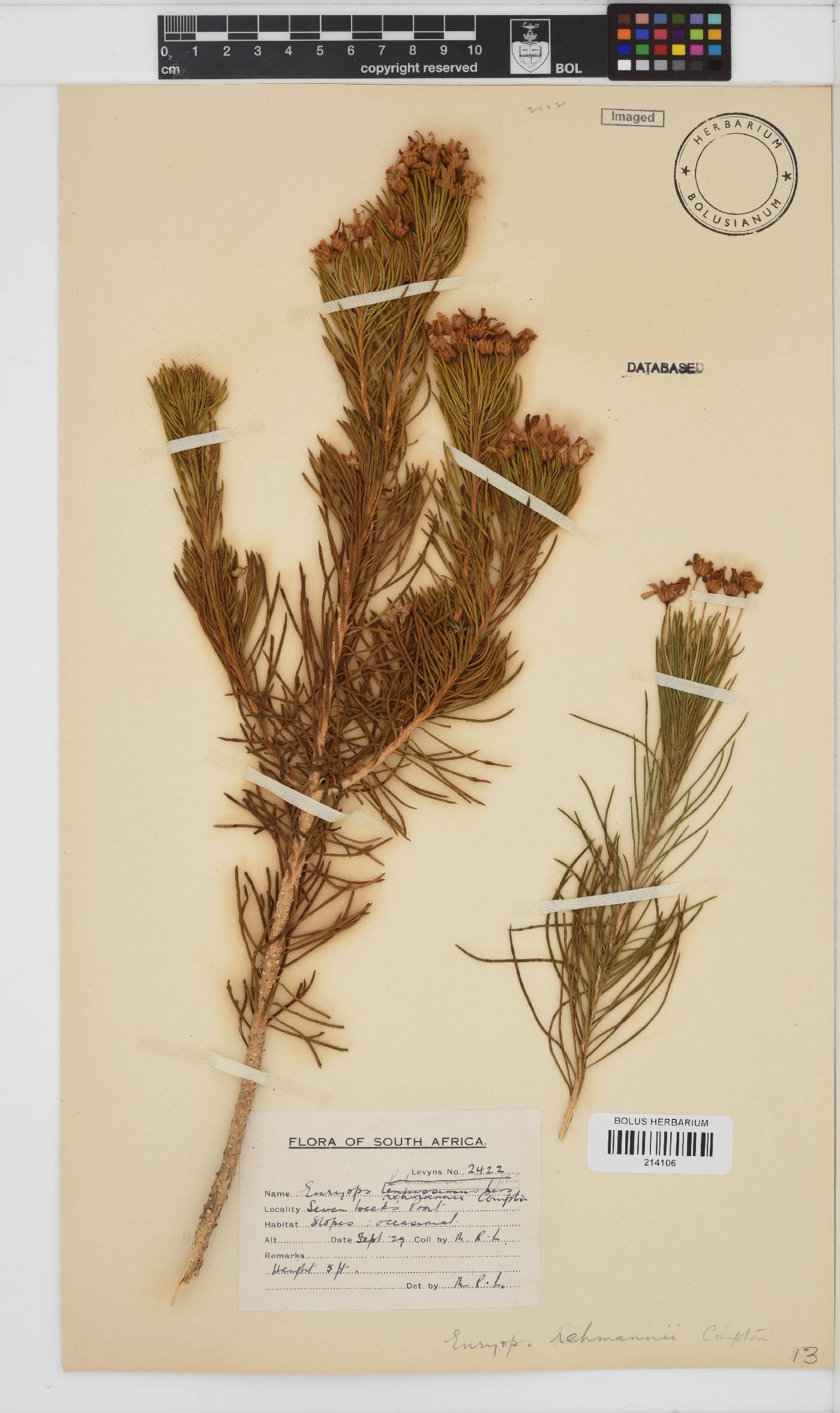Euryops rehmannii image