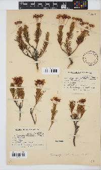 Euryops rehmannii image