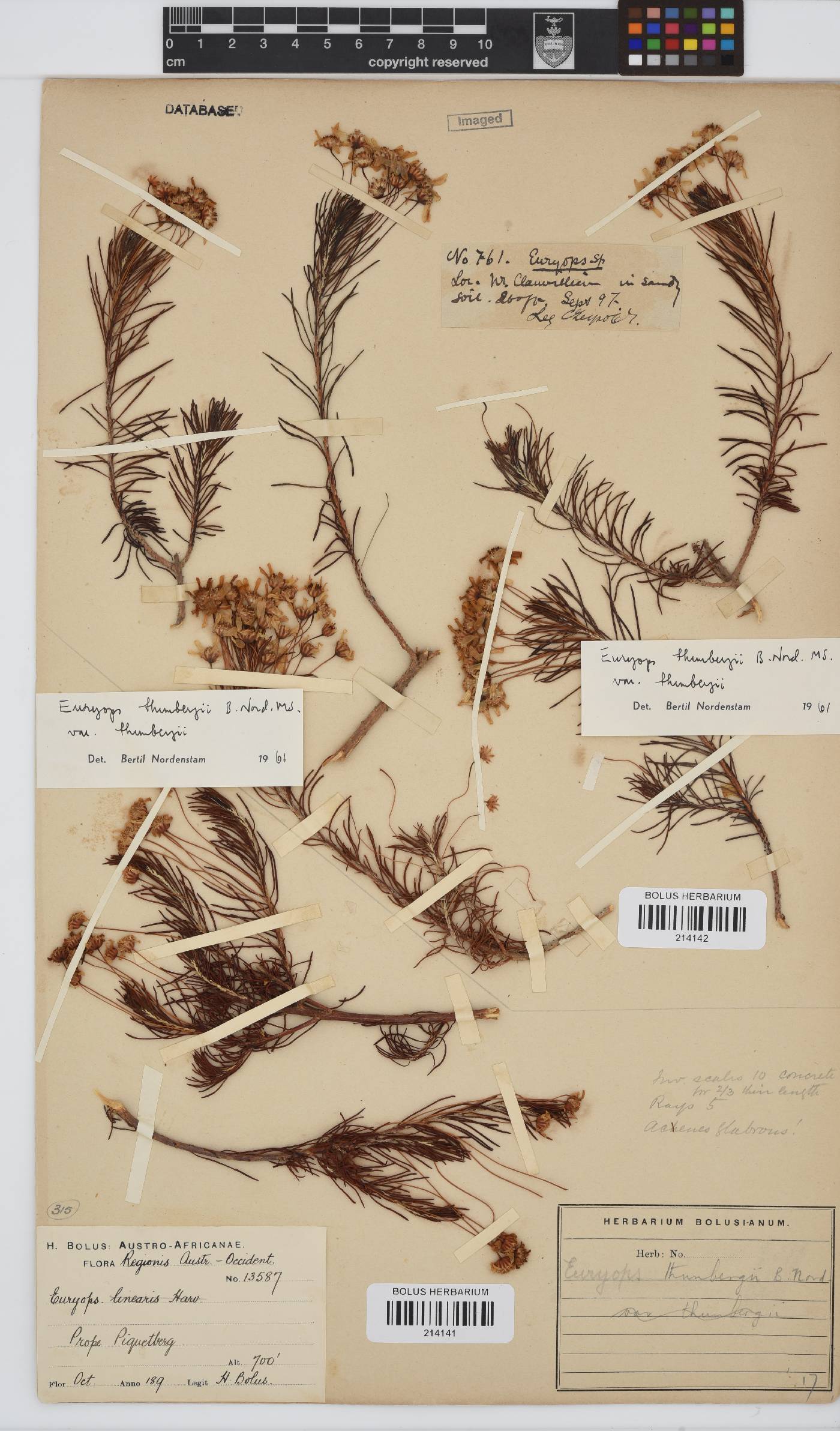 Euryops thunbergii image