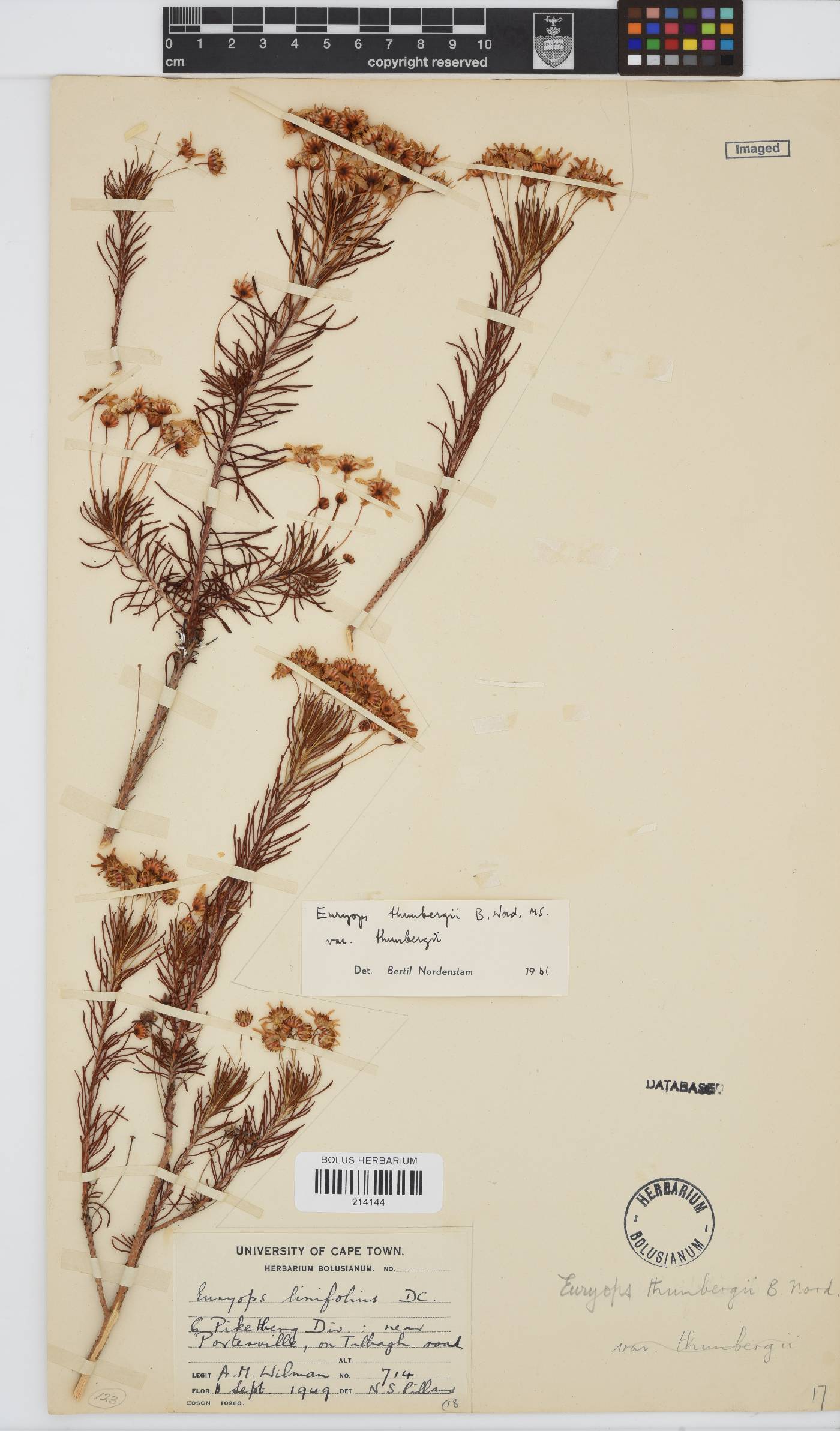 Euryops thunbergii image