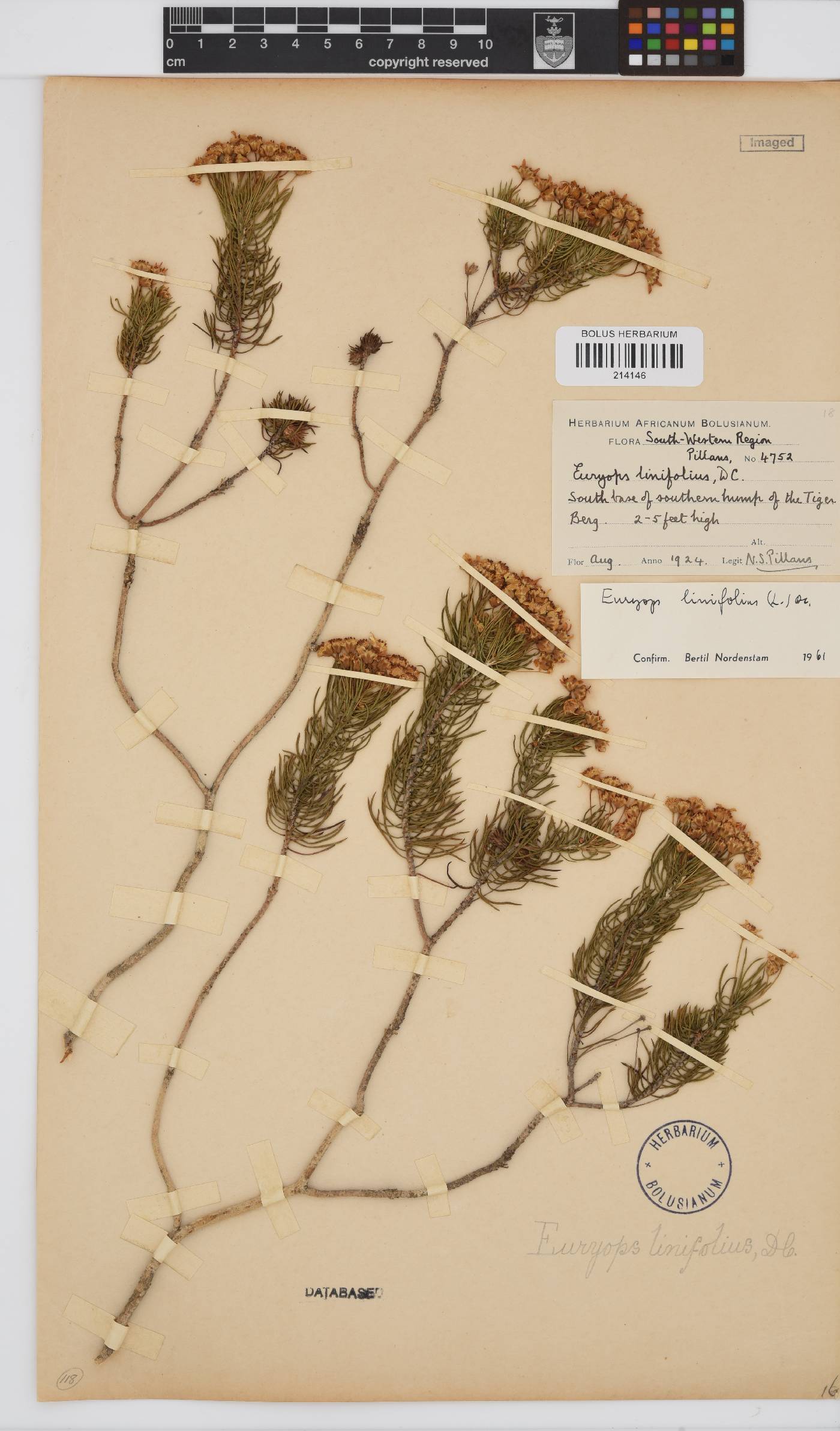 Euryops thunbergii image