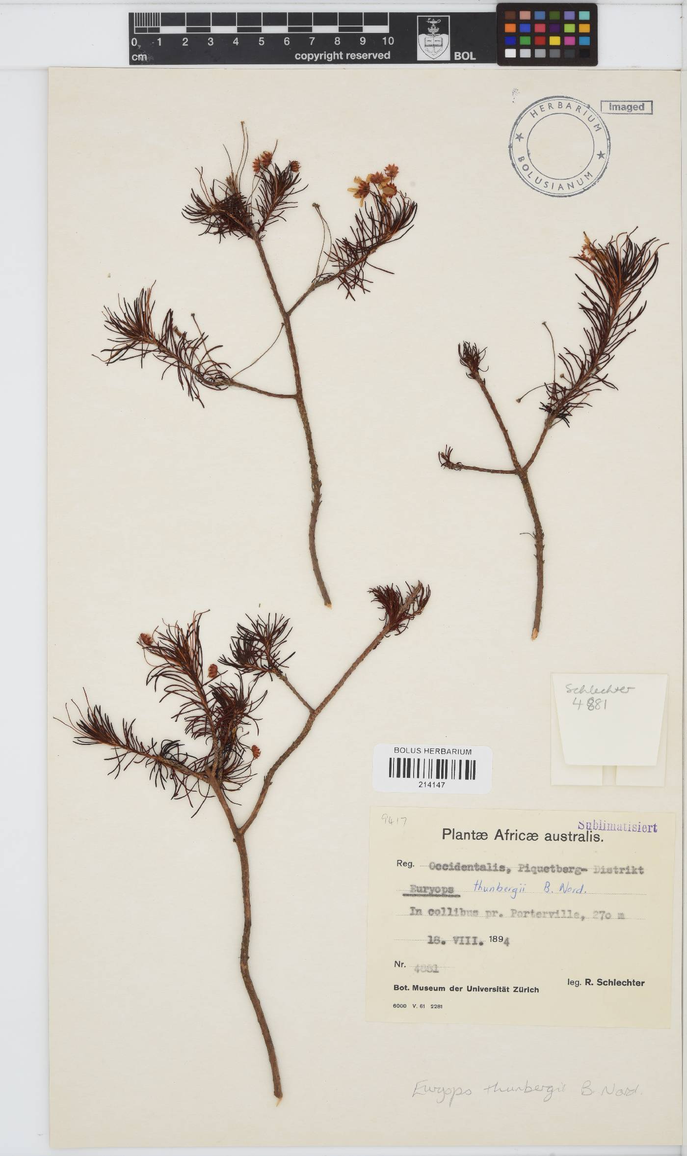 Euryops thunbergii image