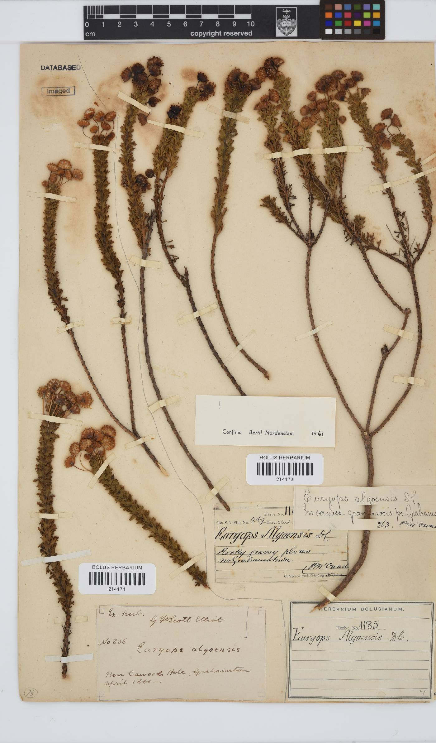 Euryops algoensis image