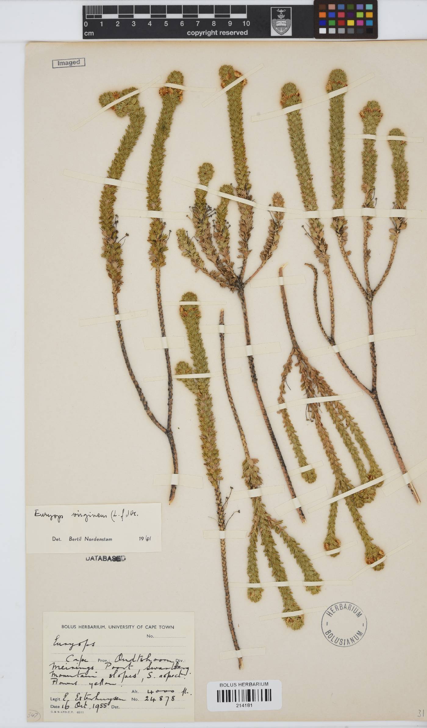 Euryops virgineus image