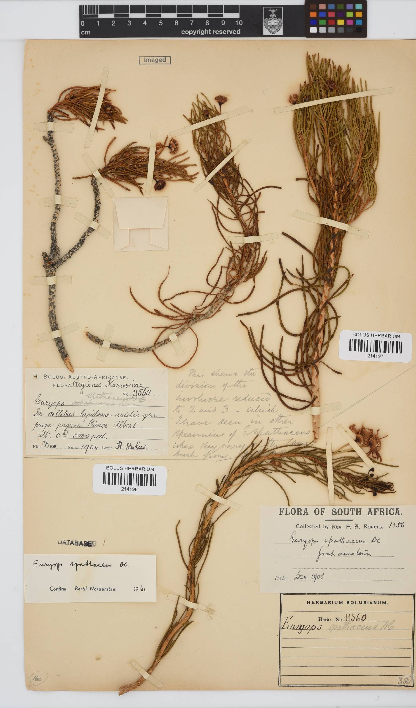 Euryops spathaceus image