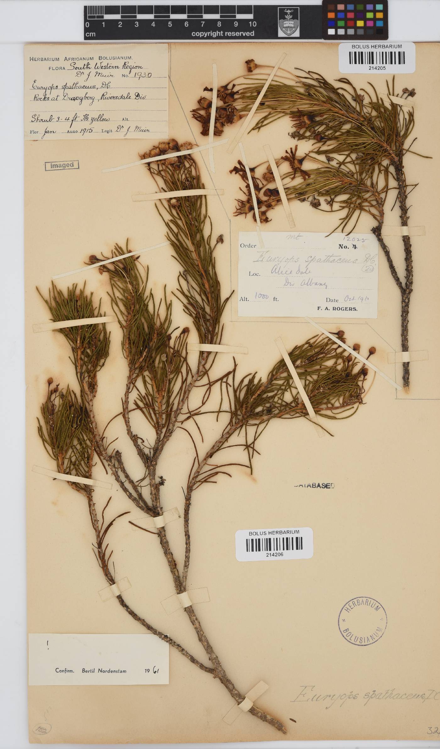 Euryops spathaceus image