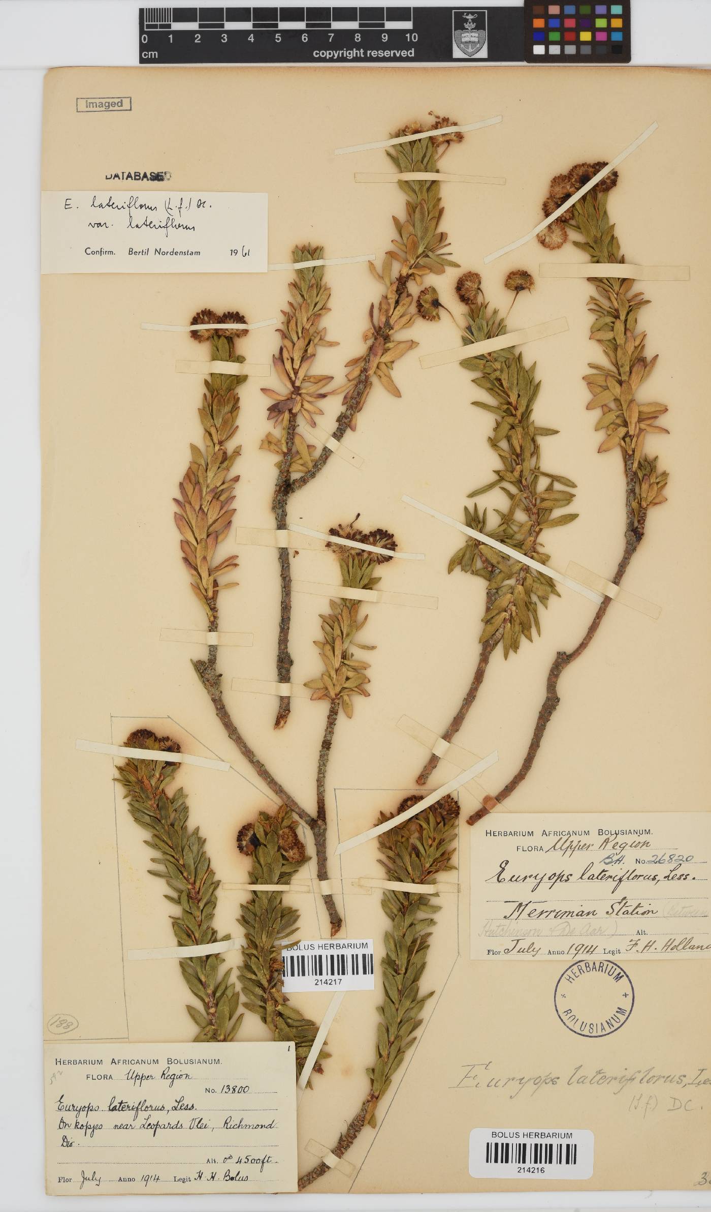 Euryops lateriflorus image