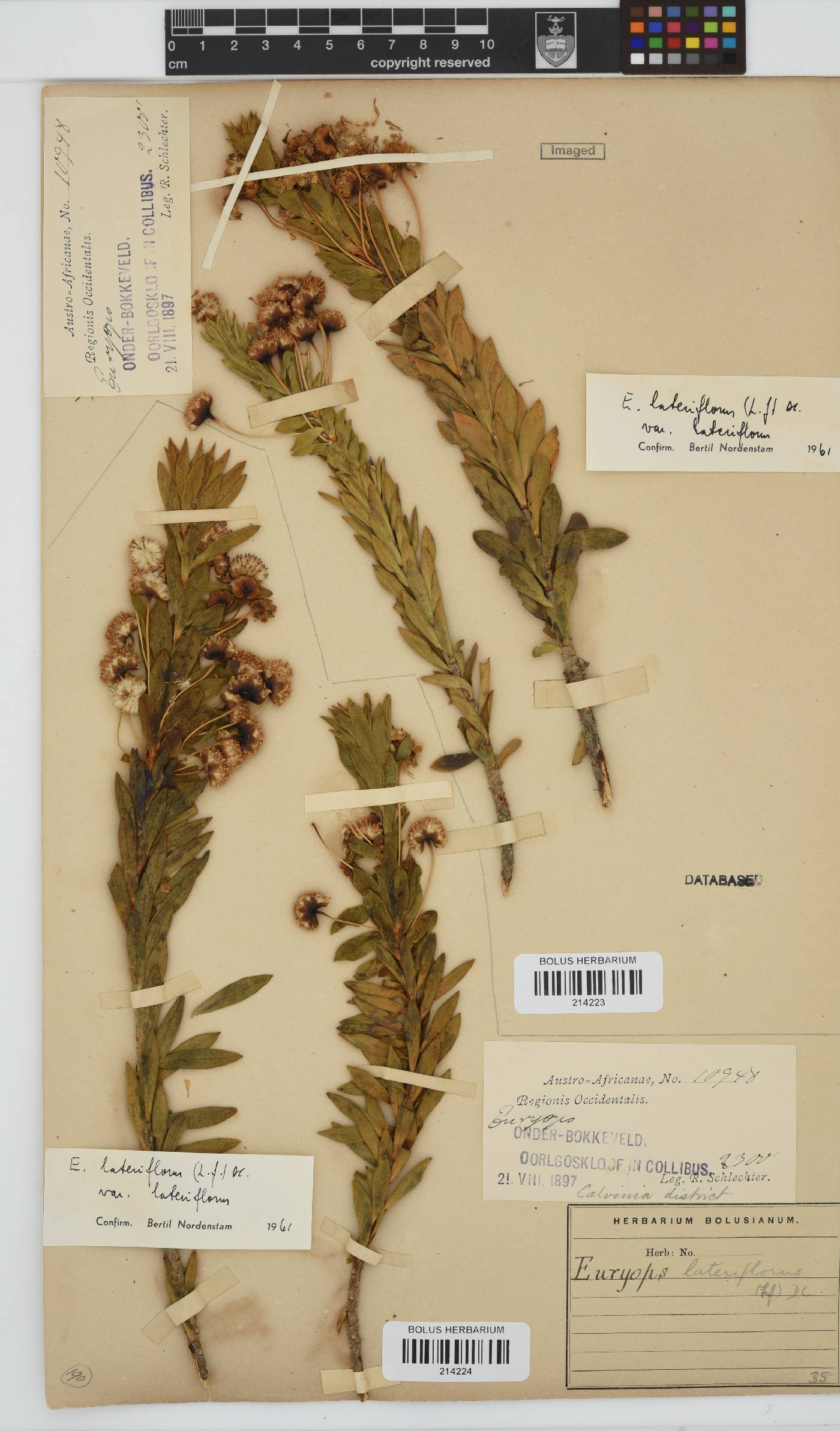 Euryops lateriflorus image