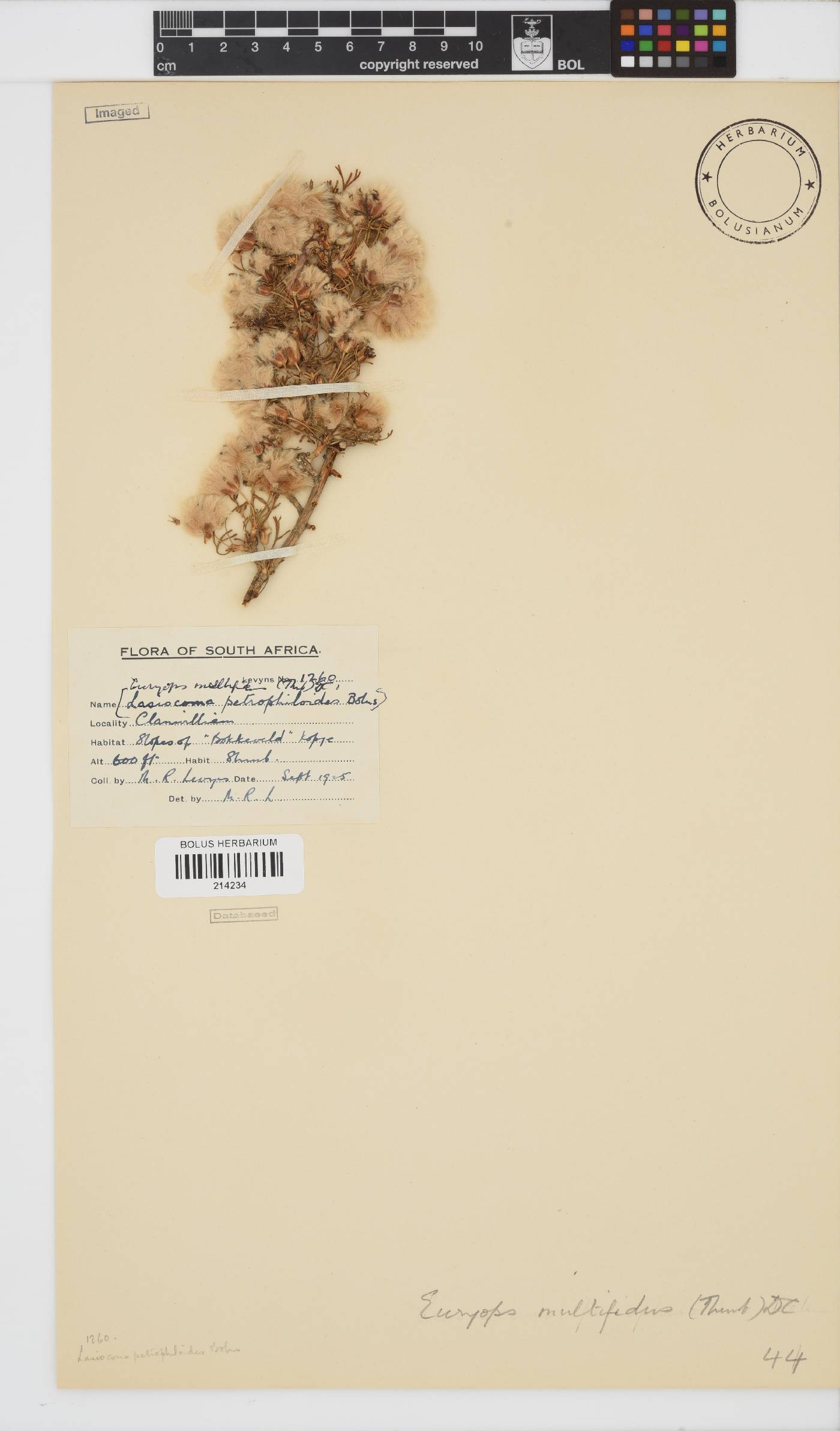 Euryops multifidus image