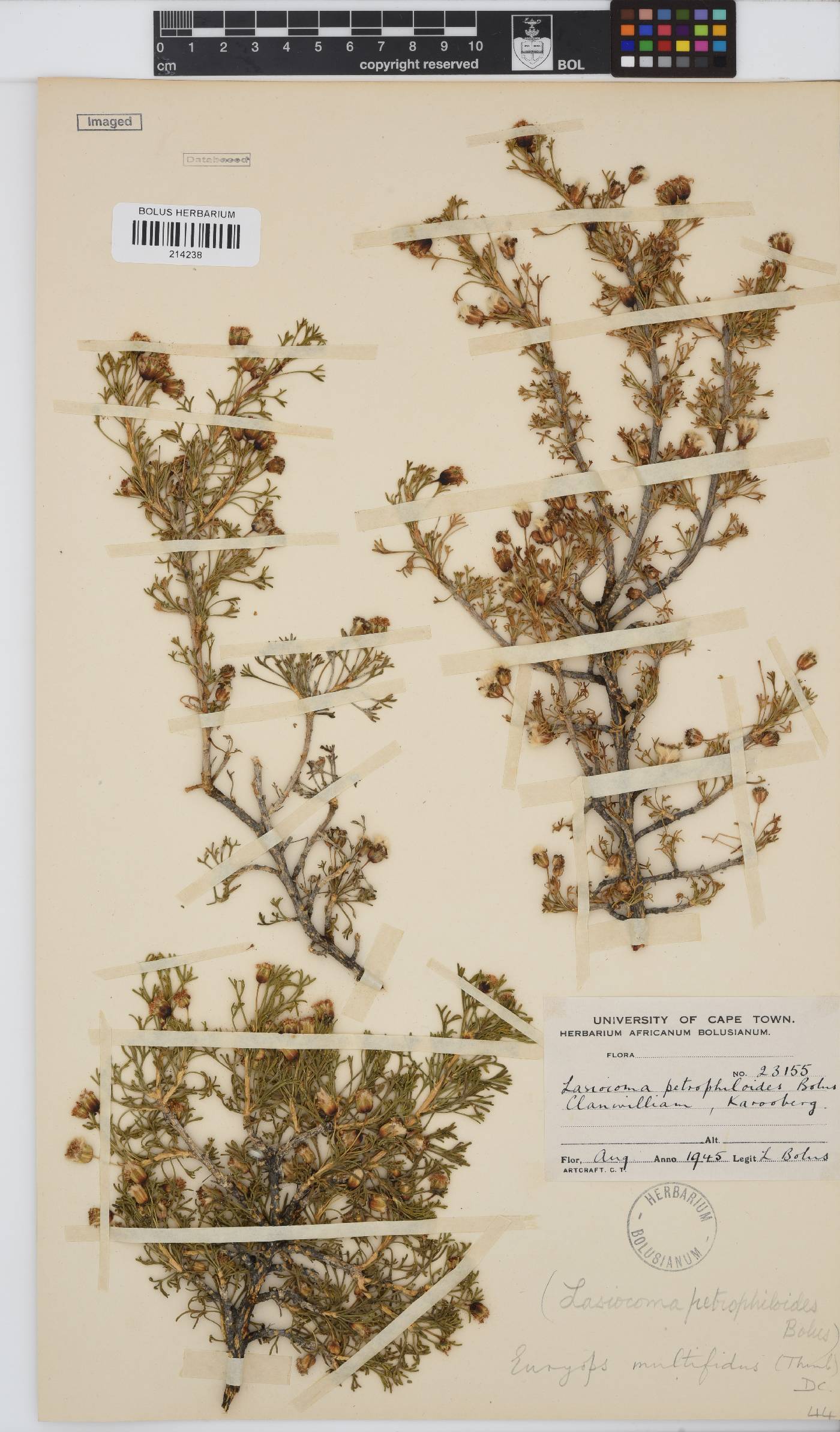 Euryops multifidus image
