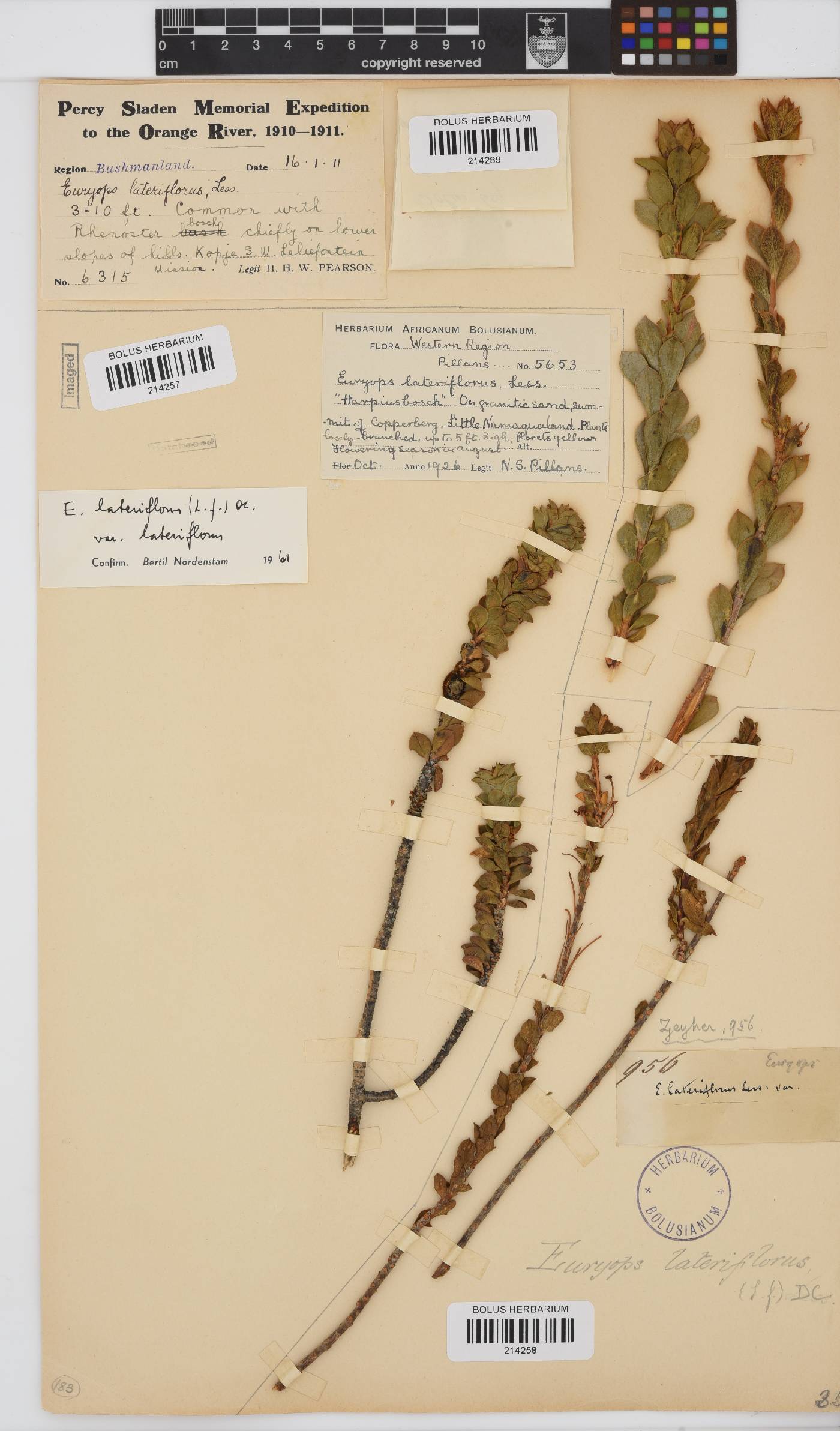 Euryops lateriflorus image