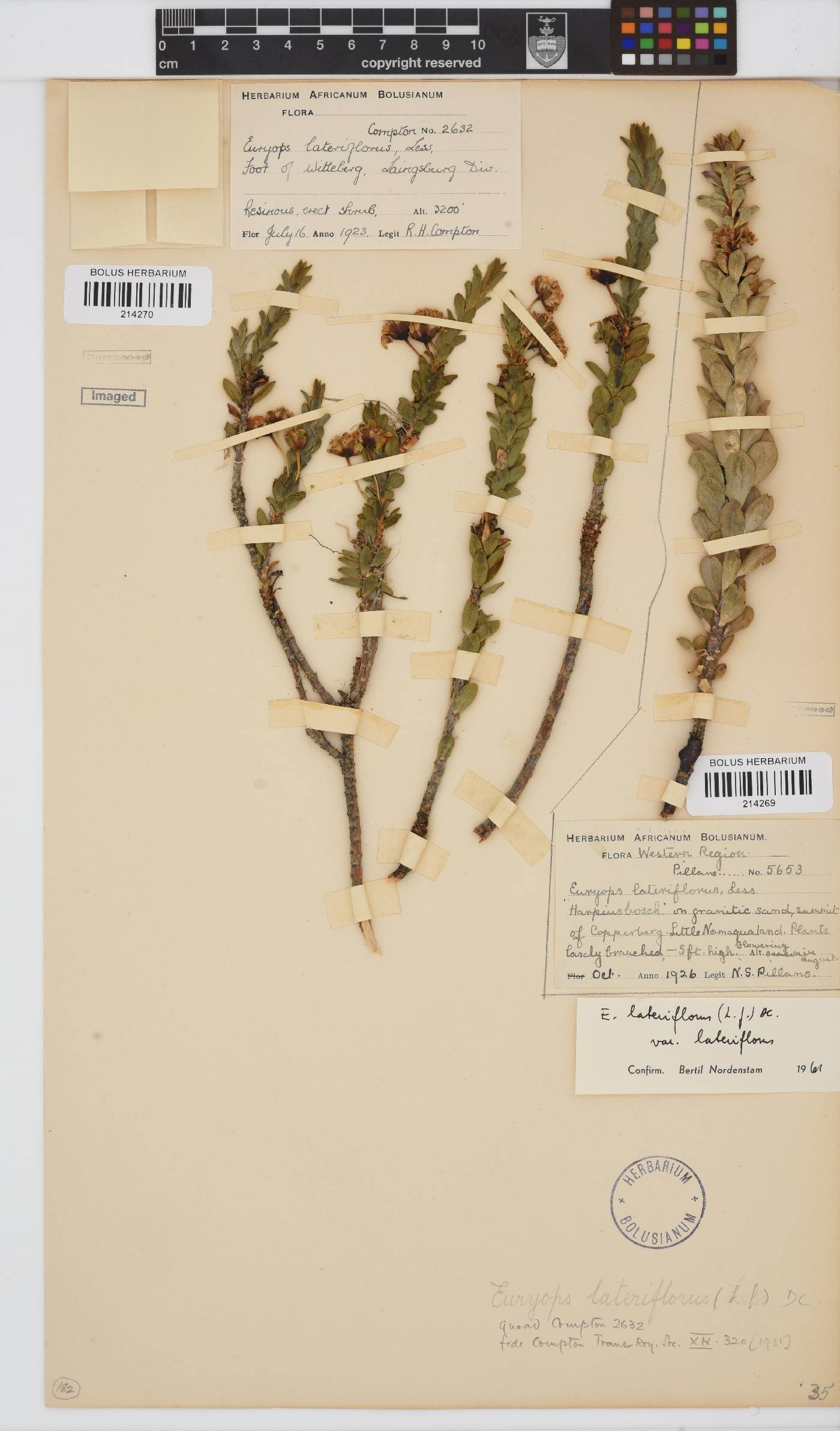 Euryops lateriflorus image