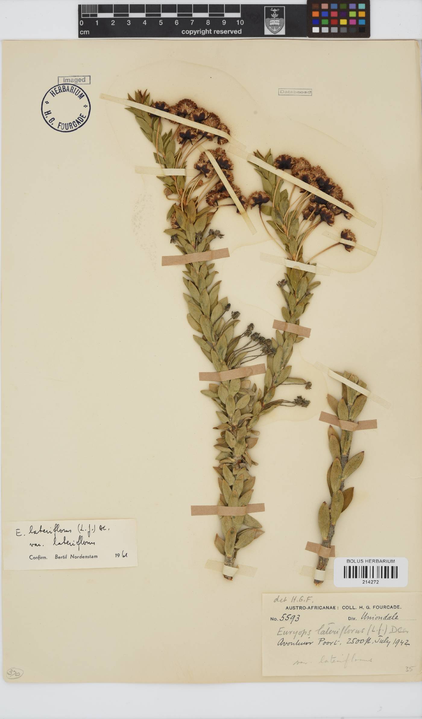 Euryops lateriflorus image
