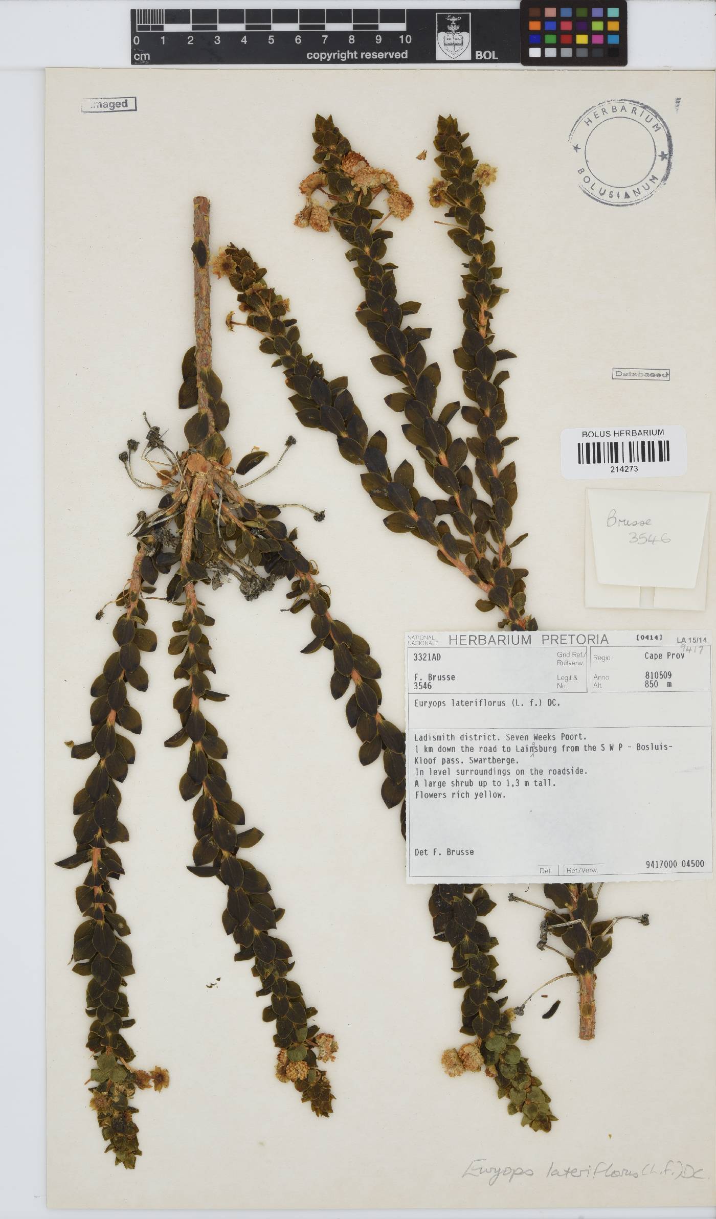 Euryops lateriflorus image