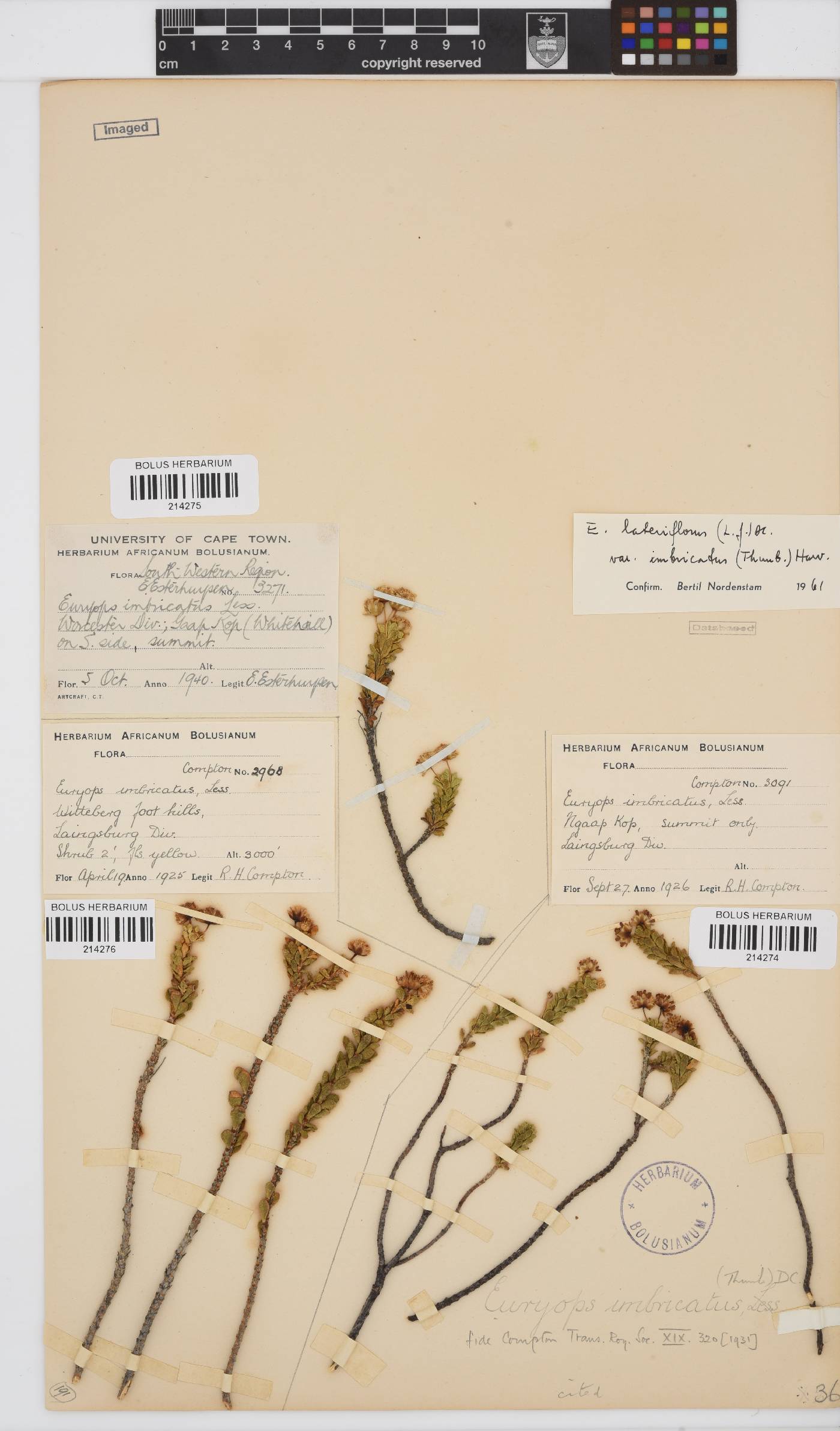 Euryops imbricatus image