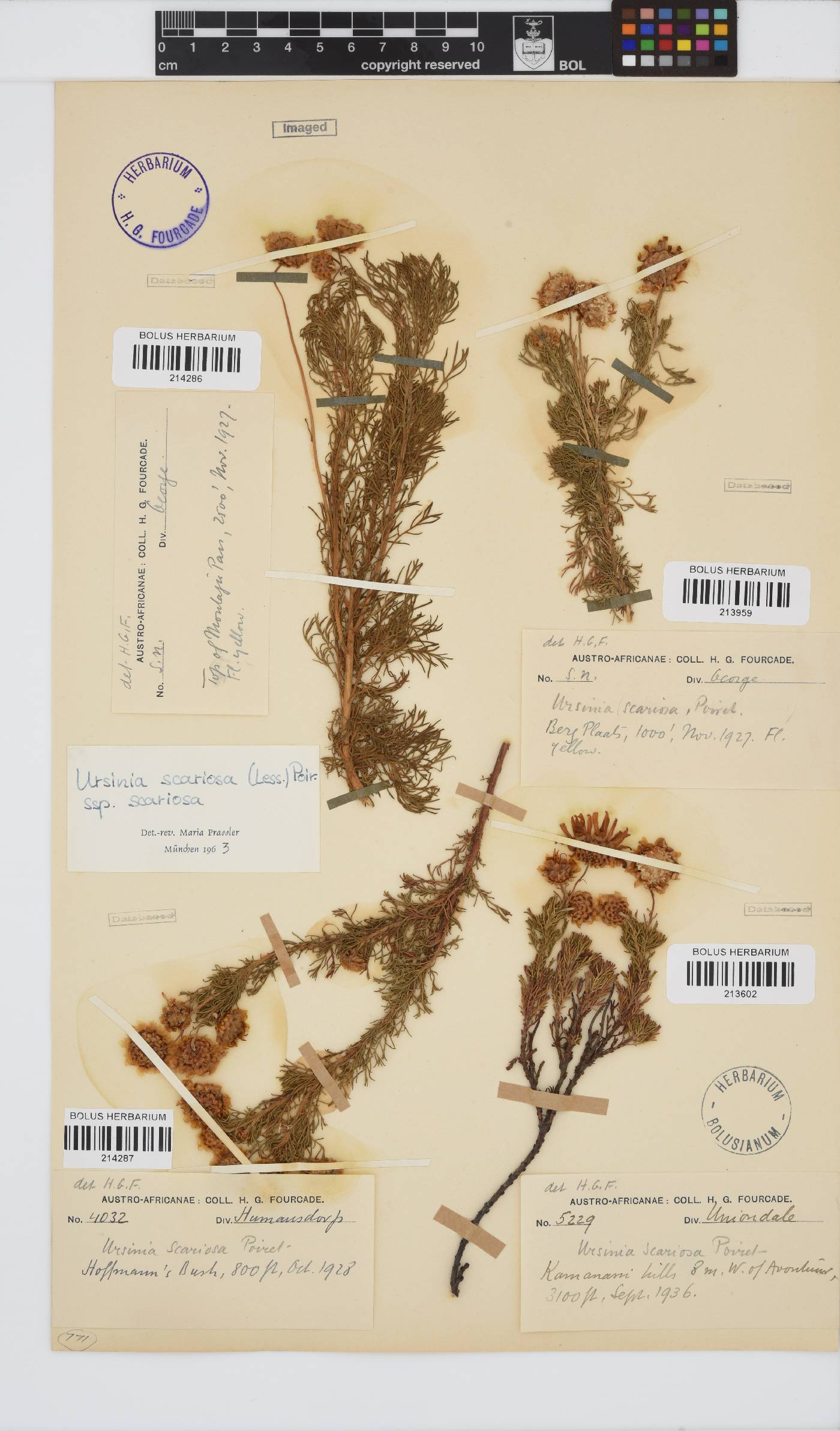 Ursinia scariosa subsp. scariosa image