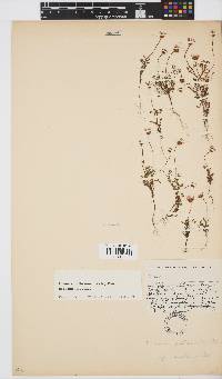 Ursinia anthemoides subsp. anthemoides image