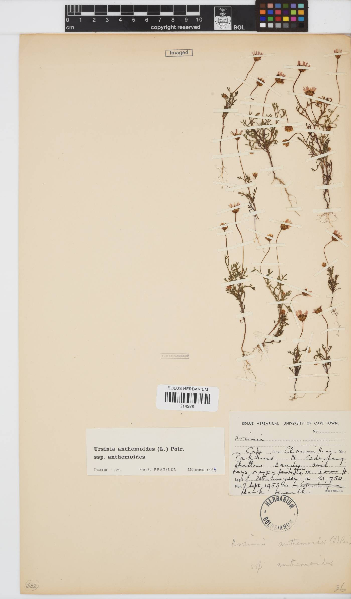 Ursinia anthemoides subsp. anthemoides image