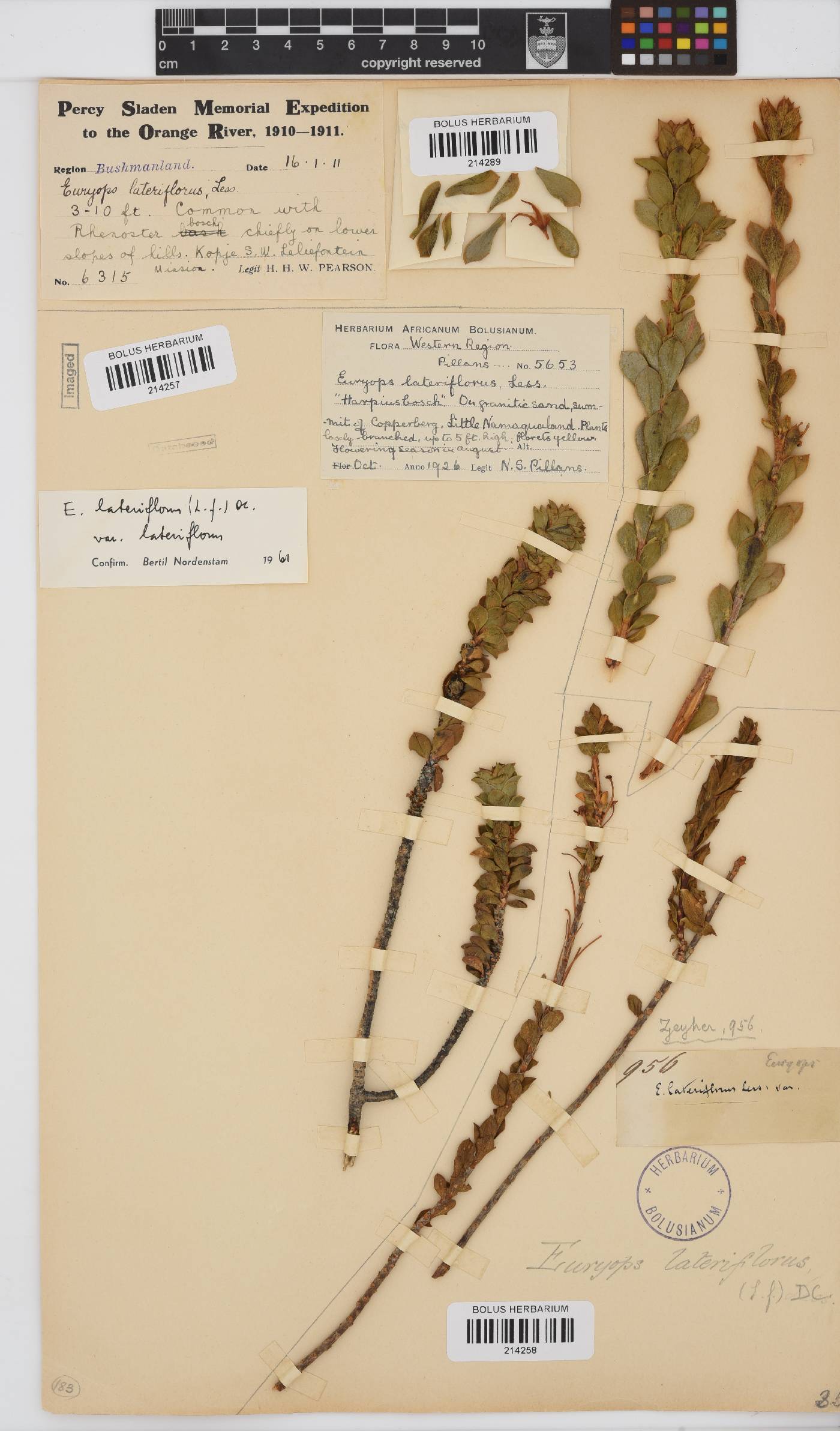 Euryops lateriflorus image
