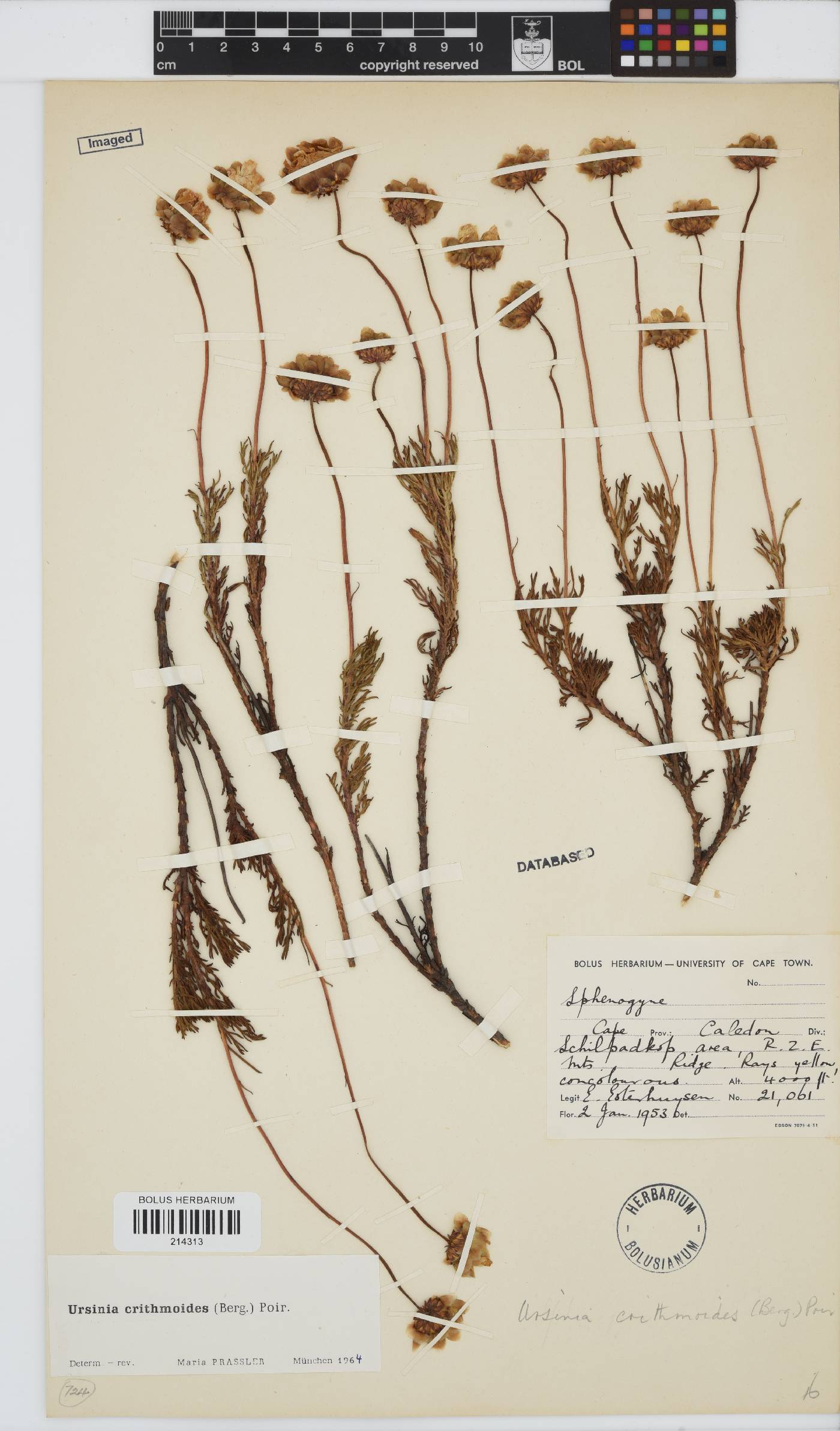 Ursinia paleacea image