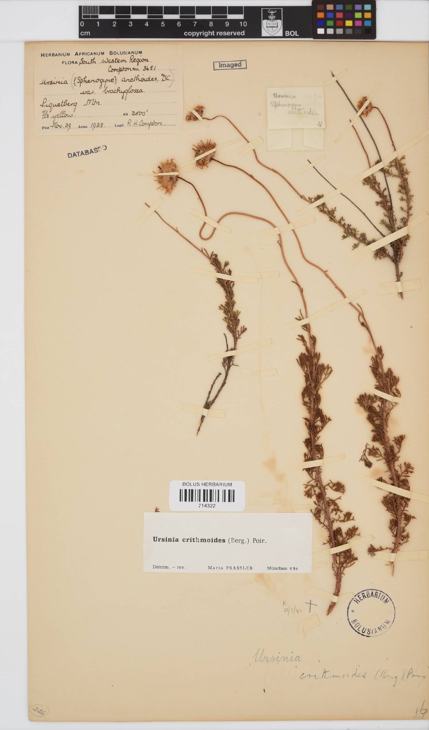 Ursinia paleacea image