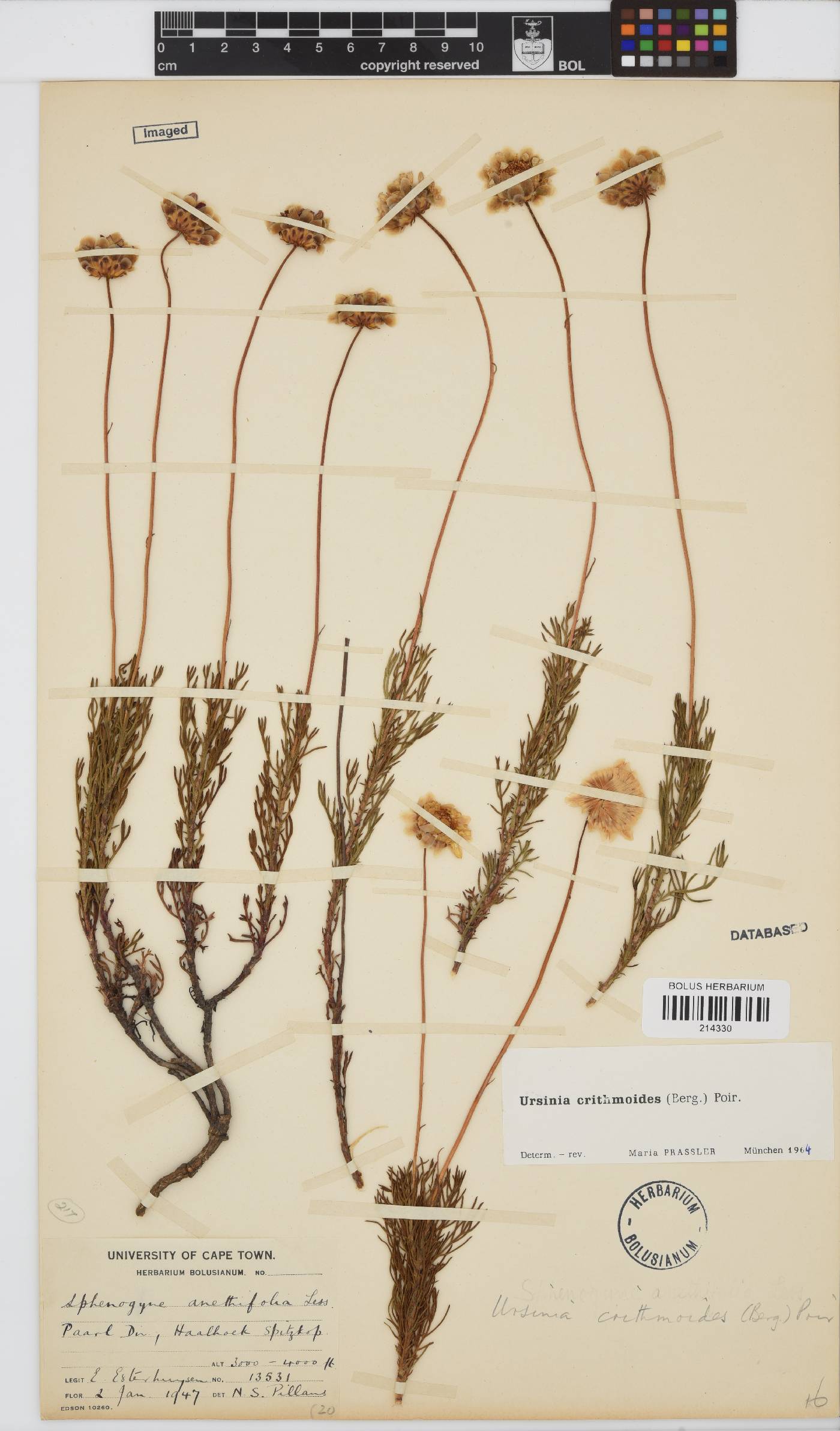 Ursinia paleacea image