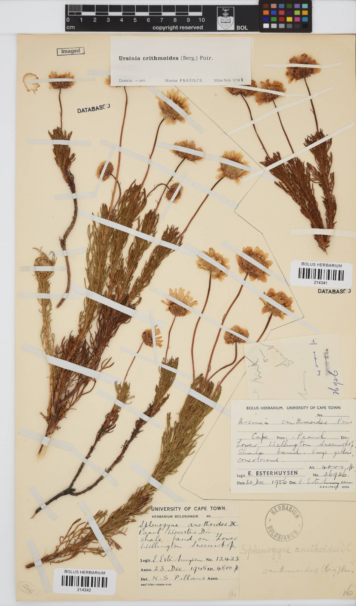 Ursinia paleacea image