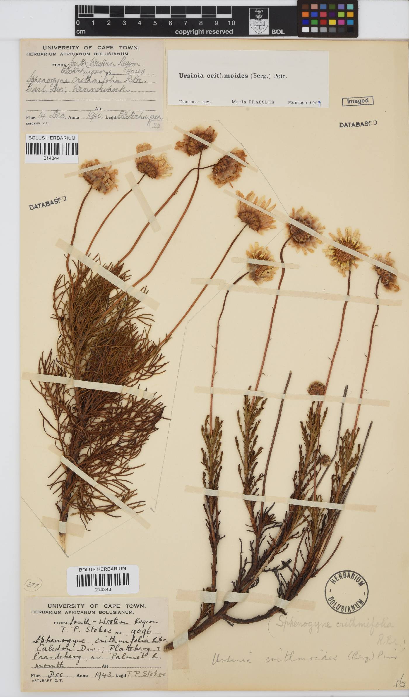 Ursinia paleacea image