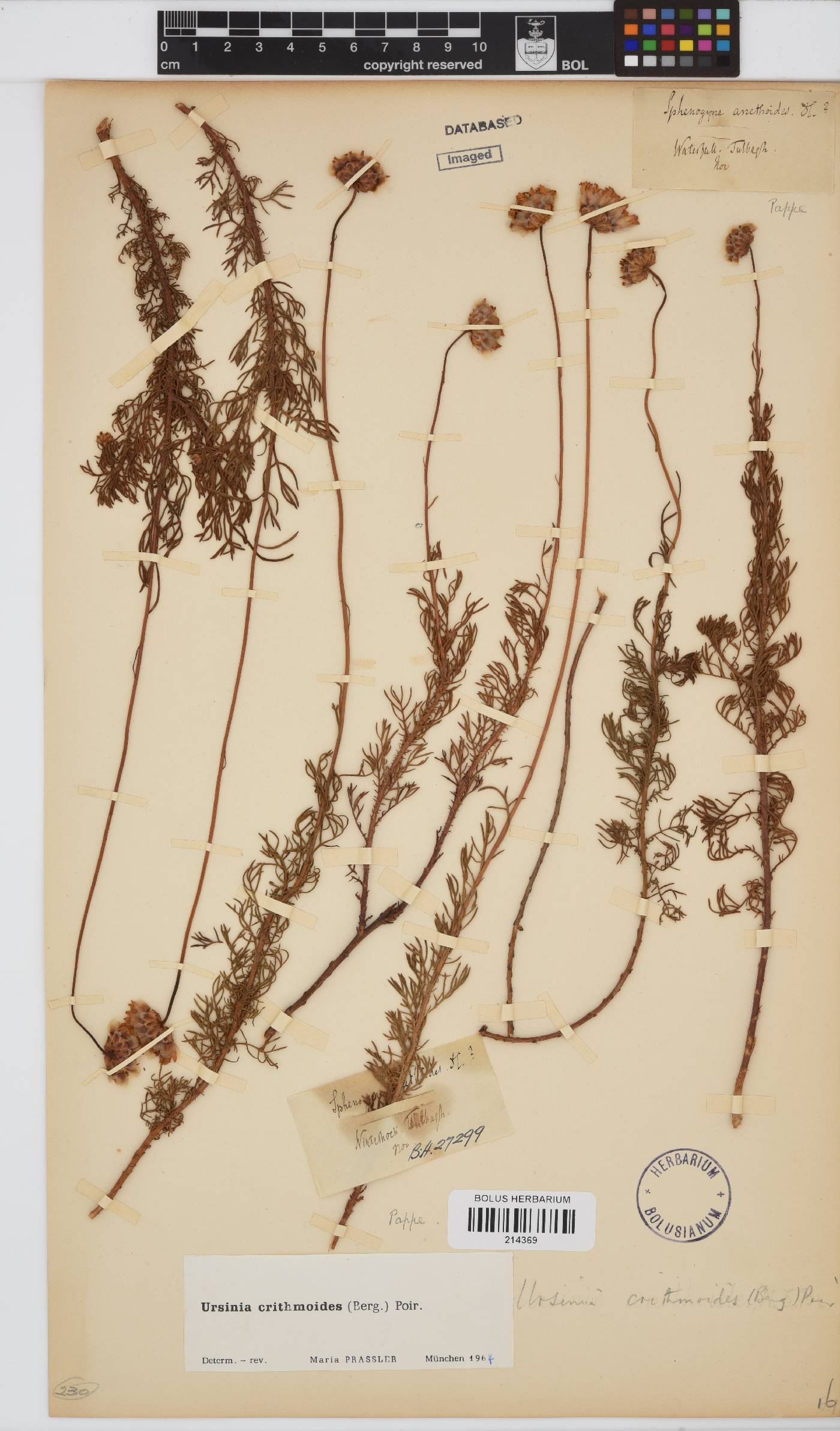Ursinia paleacea image